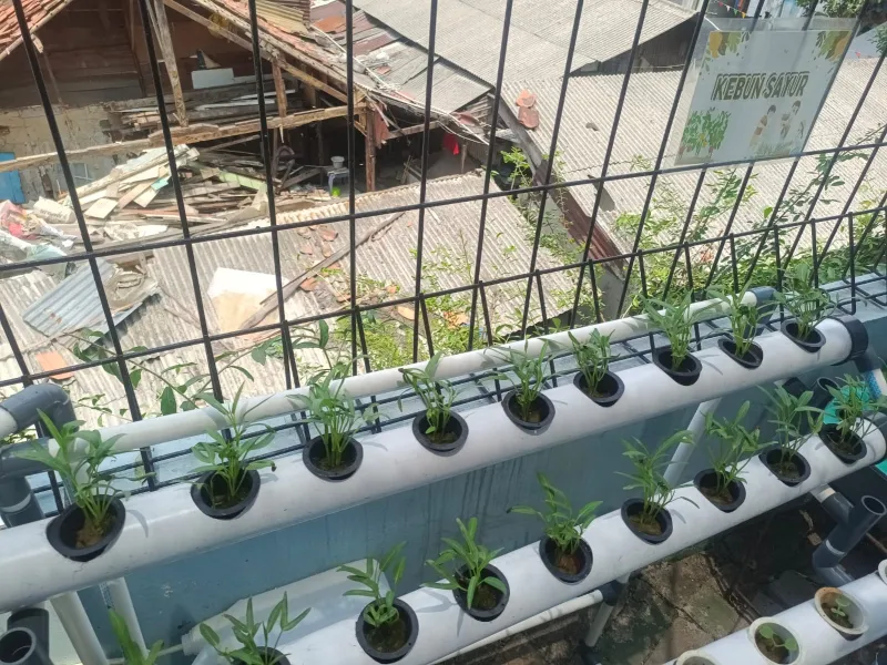 Lahan Urban Farming SMKN 43 Jakarta - Gambar 117
