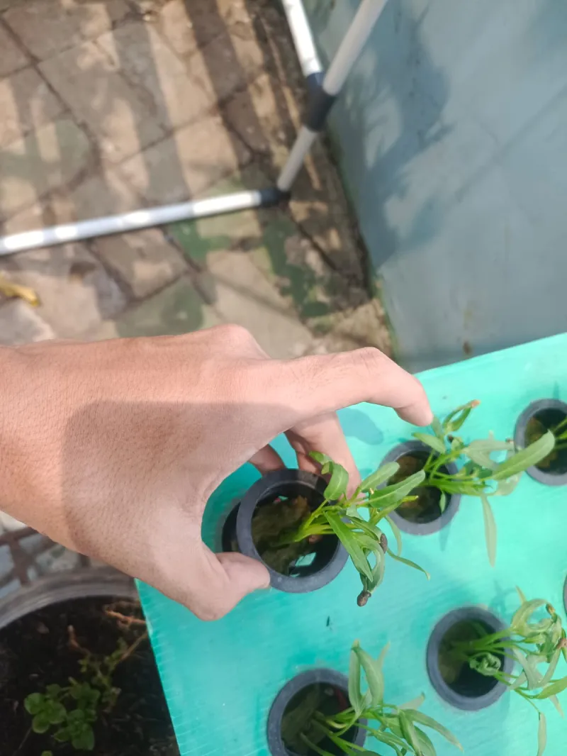 Lahan Urban Farming SMKN 43 Jakarta - Gambar 119