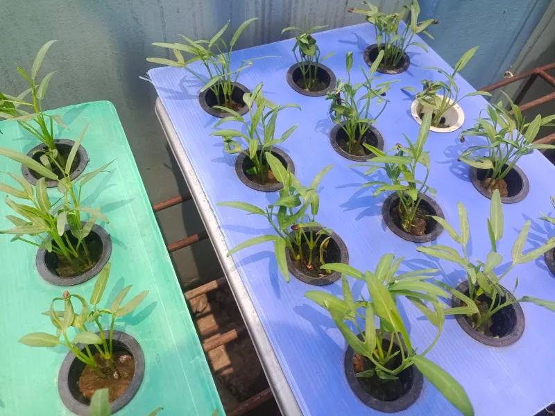 Lahan Urban Farming SMKN 43 Jakarta - Gambar 120