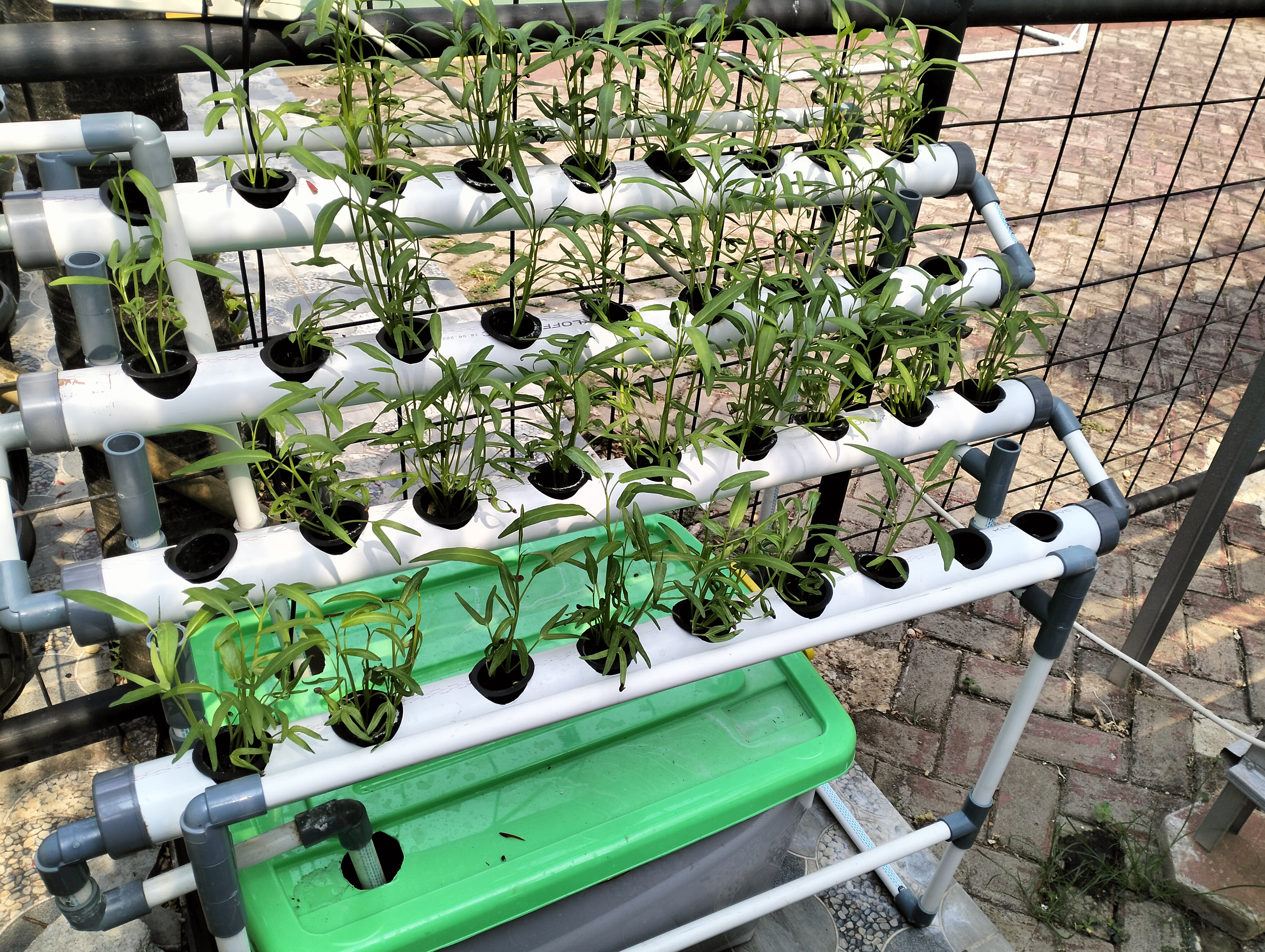 Lahan Urban Farming SDN Lenteng Agung 07 Jakarta - Gambar 61