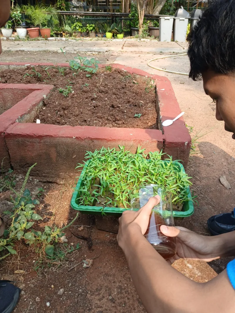 Lahan Urban Farming SMAN 109 Jakarta - Gambar 138
