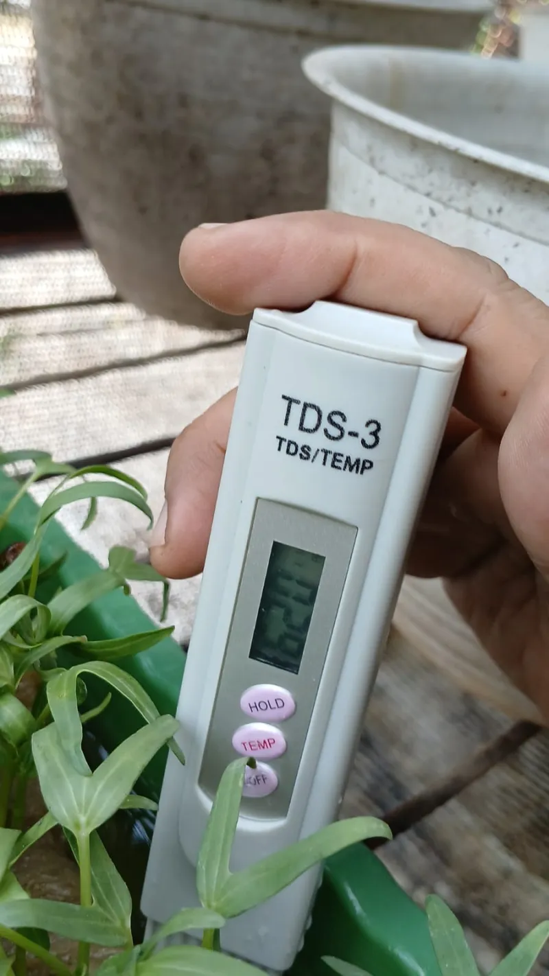 Lahan Urban Farming SMAN 109 Jakarta - Gambar 139