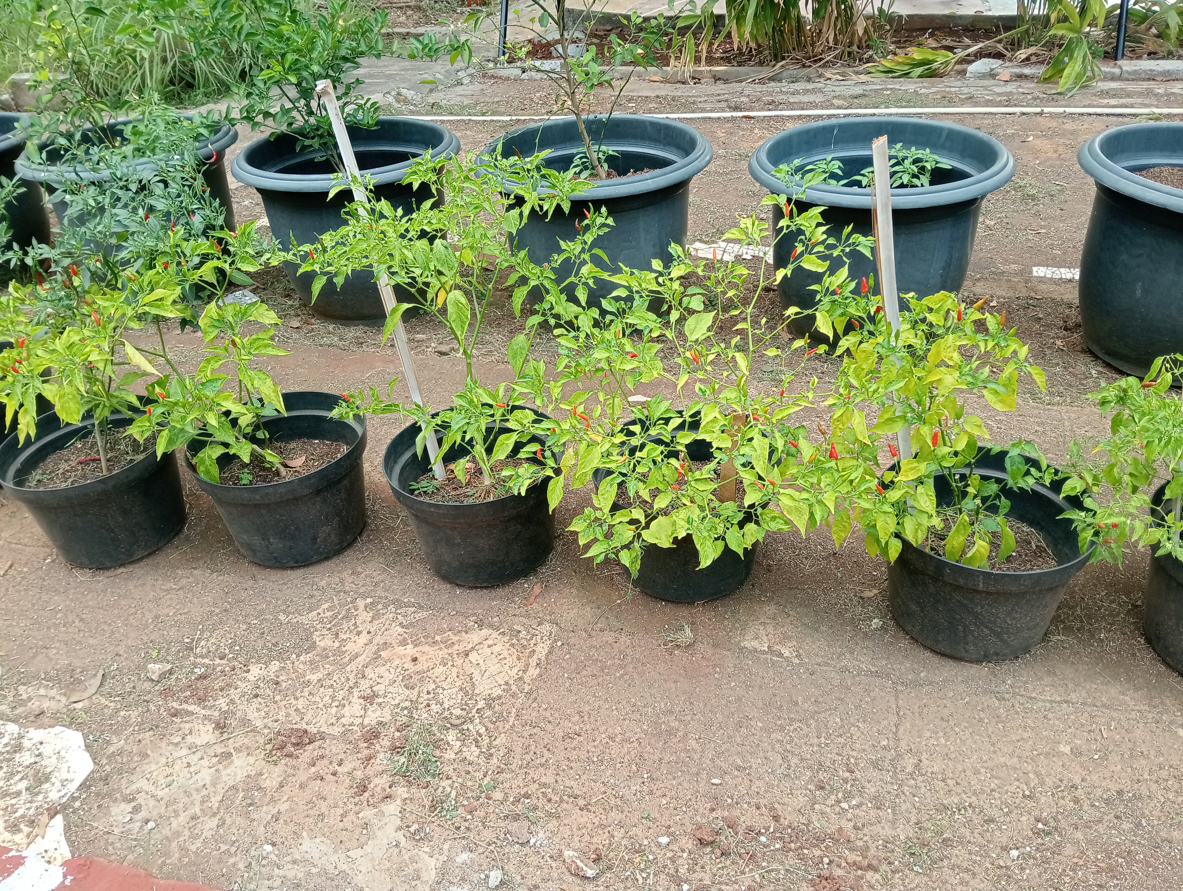 Lahan Urban Farming SMAN 109 Jakarta - Gambar 136