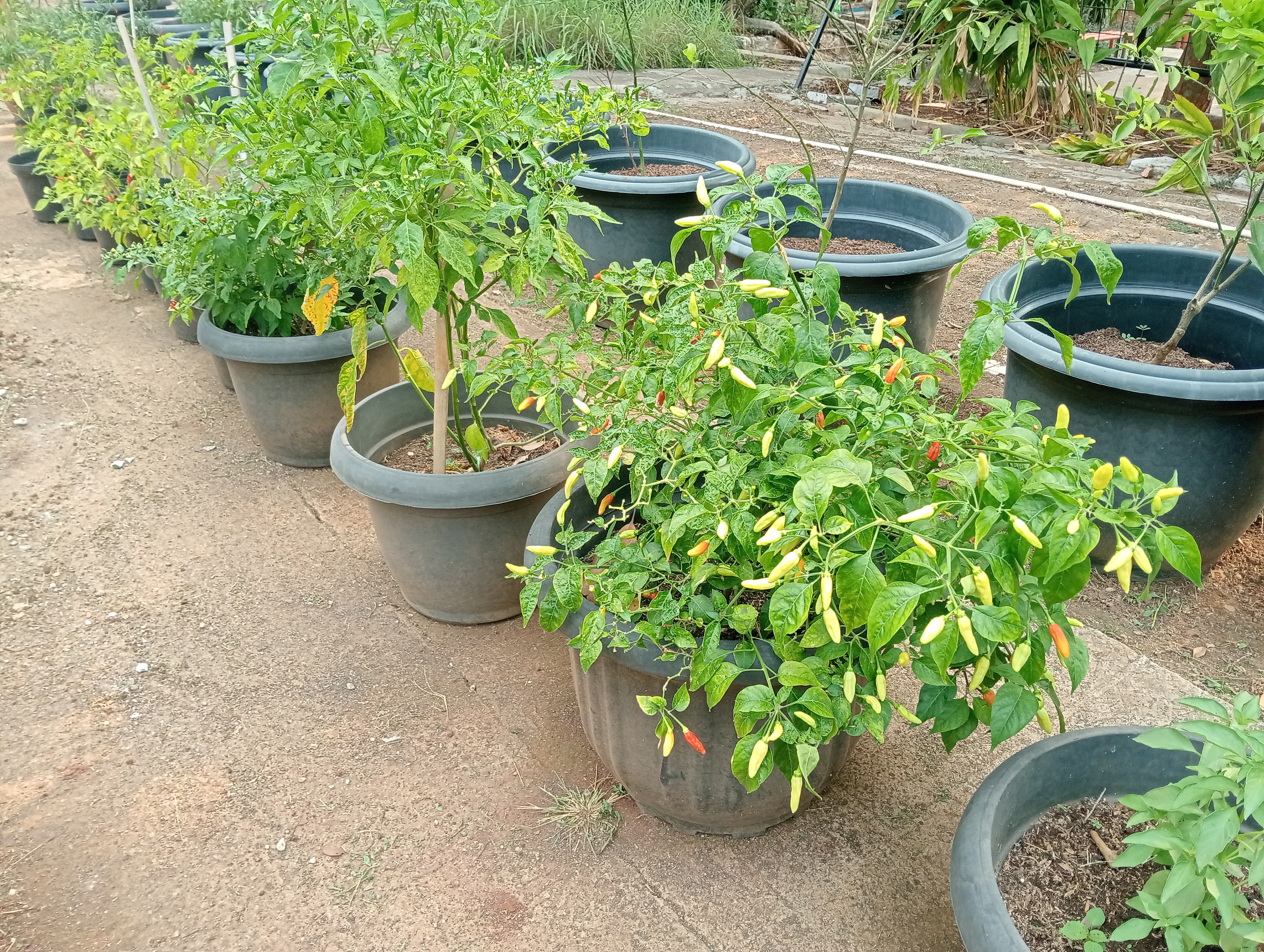 Lahan Urban Farming SMAN 109 Jakarta - Gambar 137