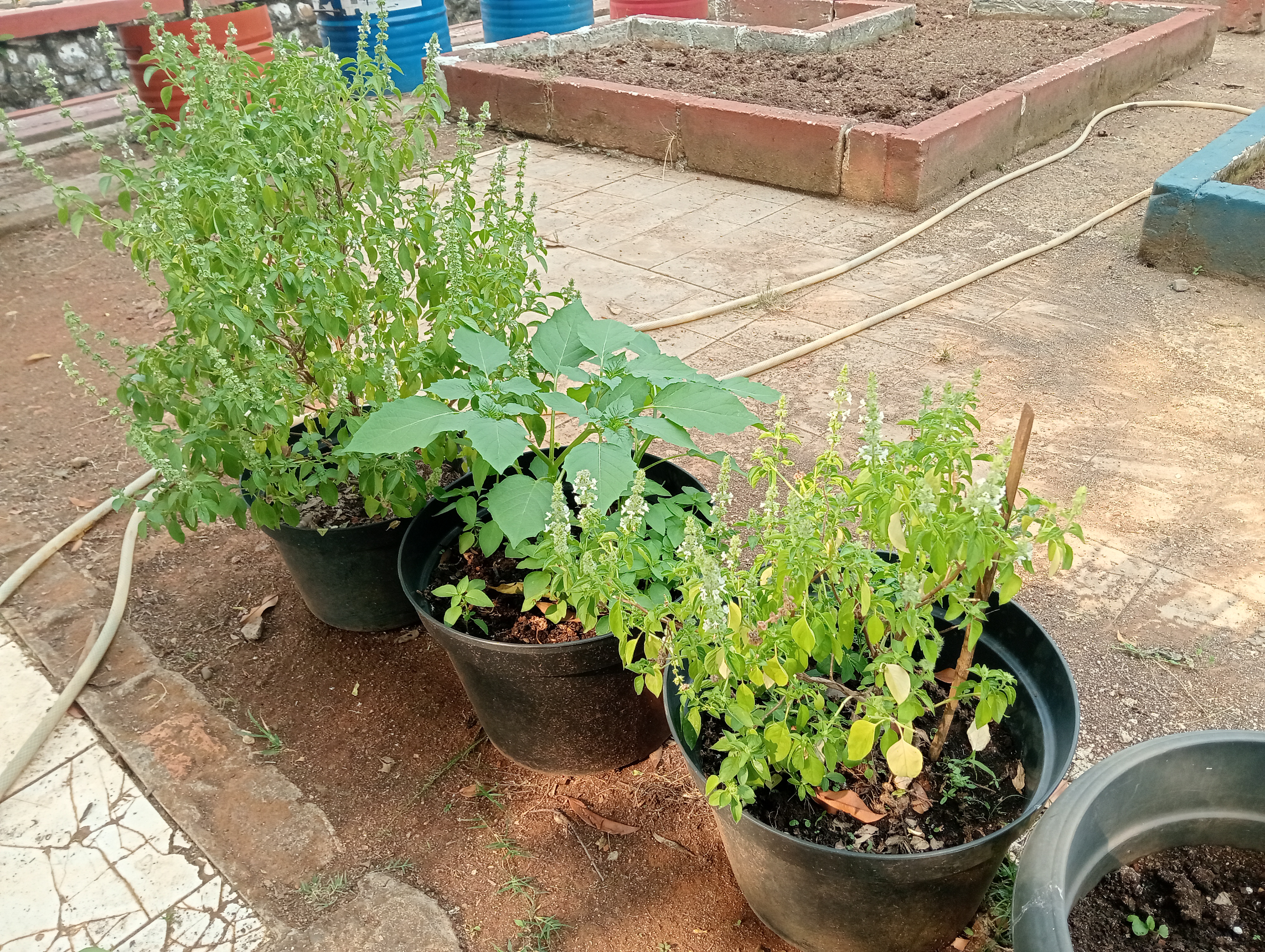Lahan Urban Farming SMAN 109 Jakarta - Gambar 134