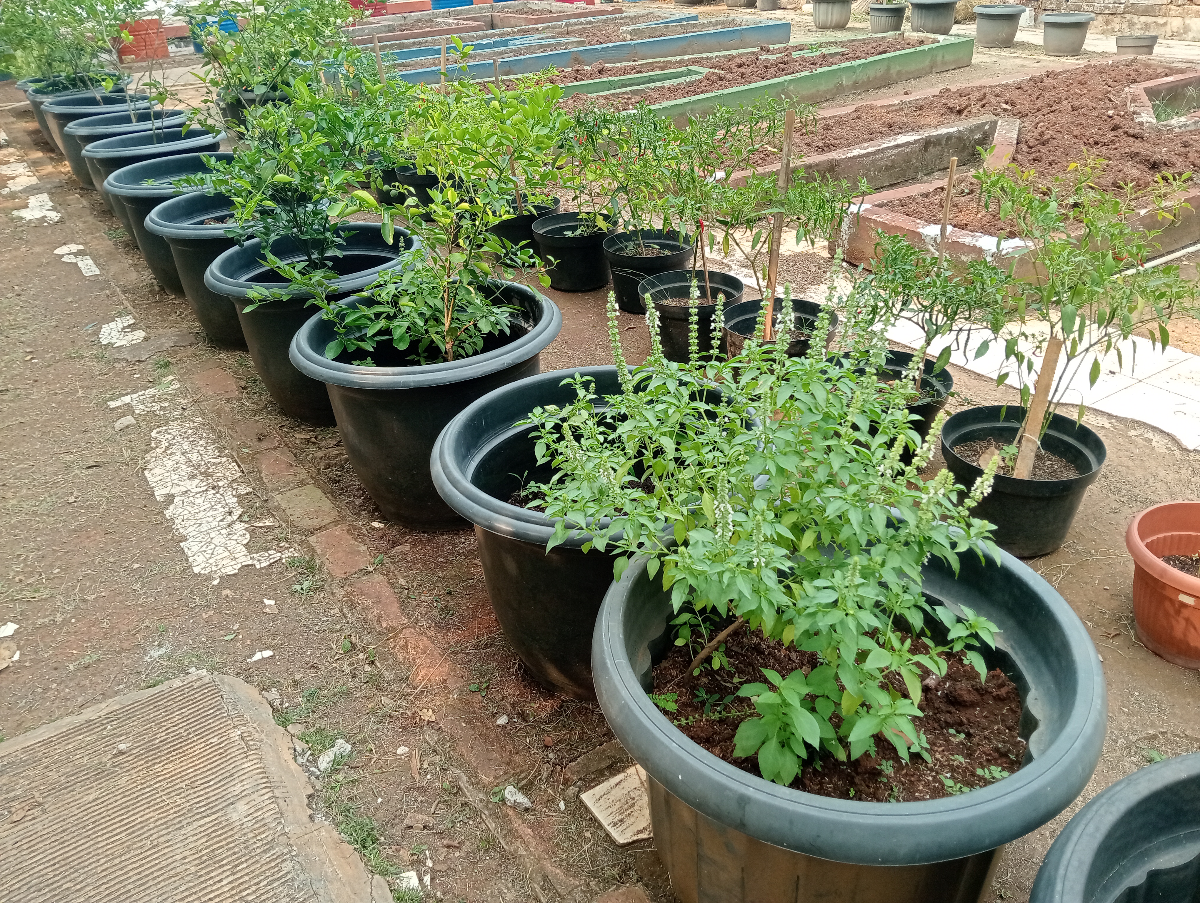 Lahan Urban Farming SMAN 109 Jakarta - Gambar 135