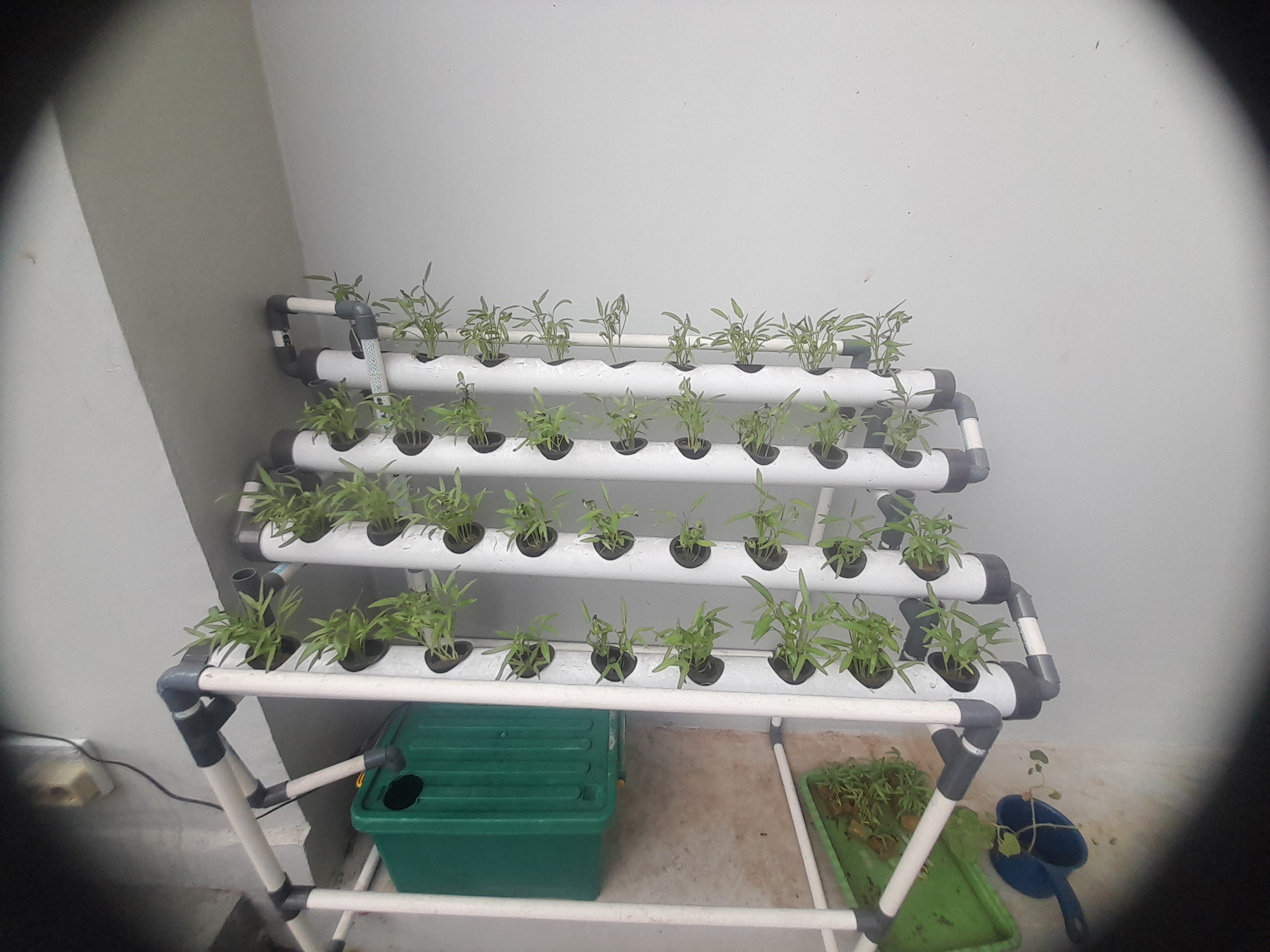 Lahan Urban Farming SMAN 116 Jakarta - Gambar 67