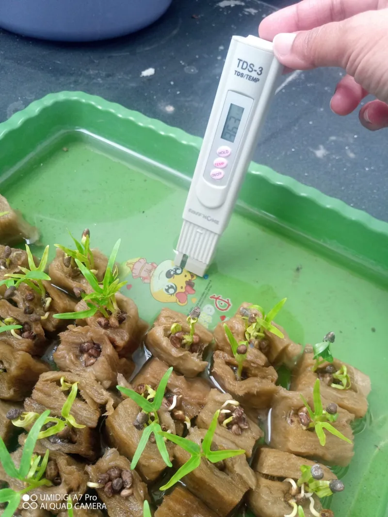 Lahan Urban Farming SDN Cipete Selatan 03 - Gambar 70