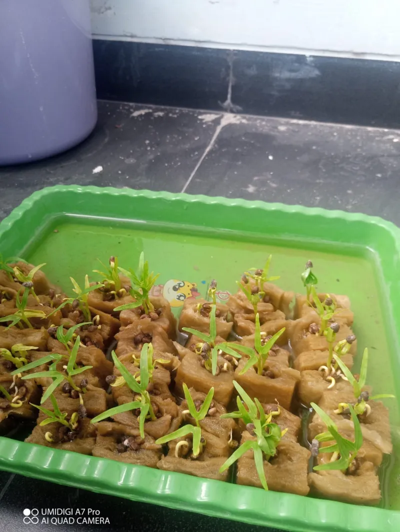 Lahan Urban Farming SDN Cipete Selatan 03 - Gambar 71