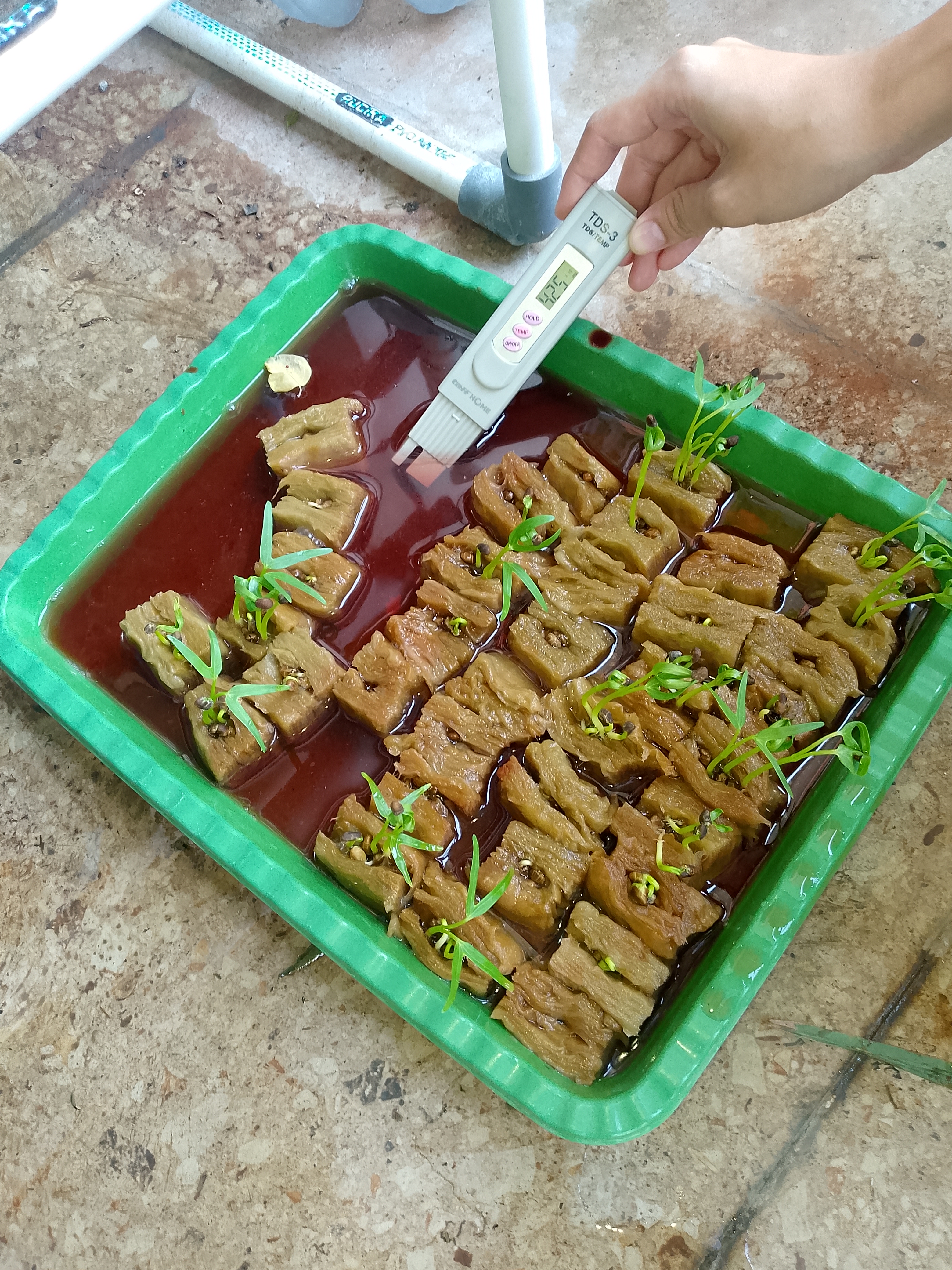 Lahan Urban Farming SMKN 41 Jakarta - Gambar 30