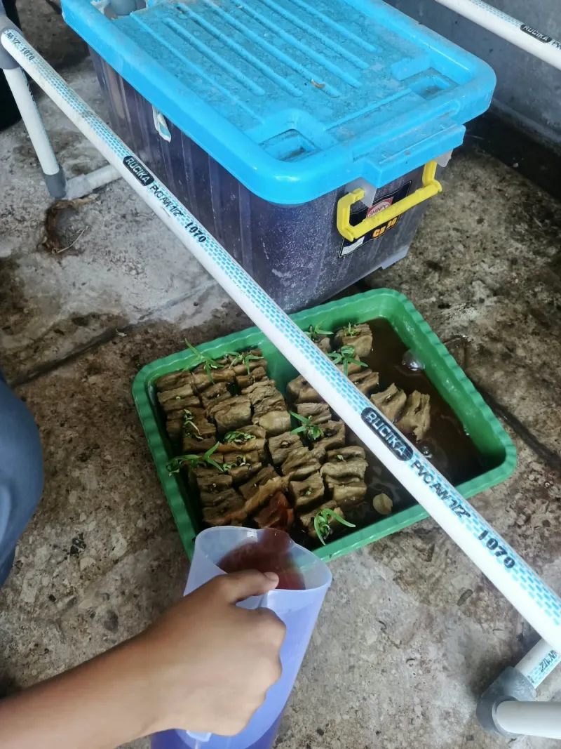 Lahan Urban Farming SMKN 41 Jakarta - Gambar 32