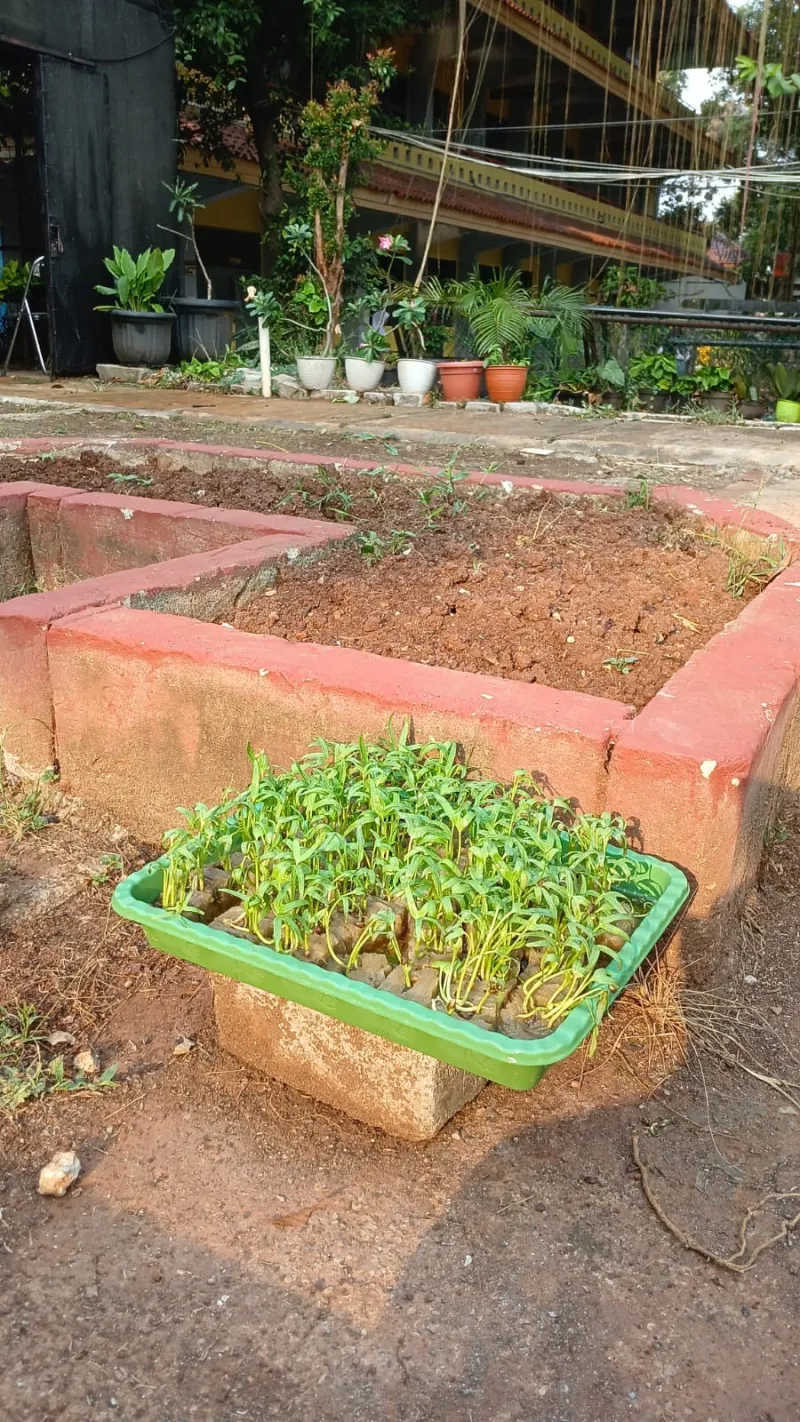 Lahan Urban Farming SMAN 109 Jakarta - Gambar 131