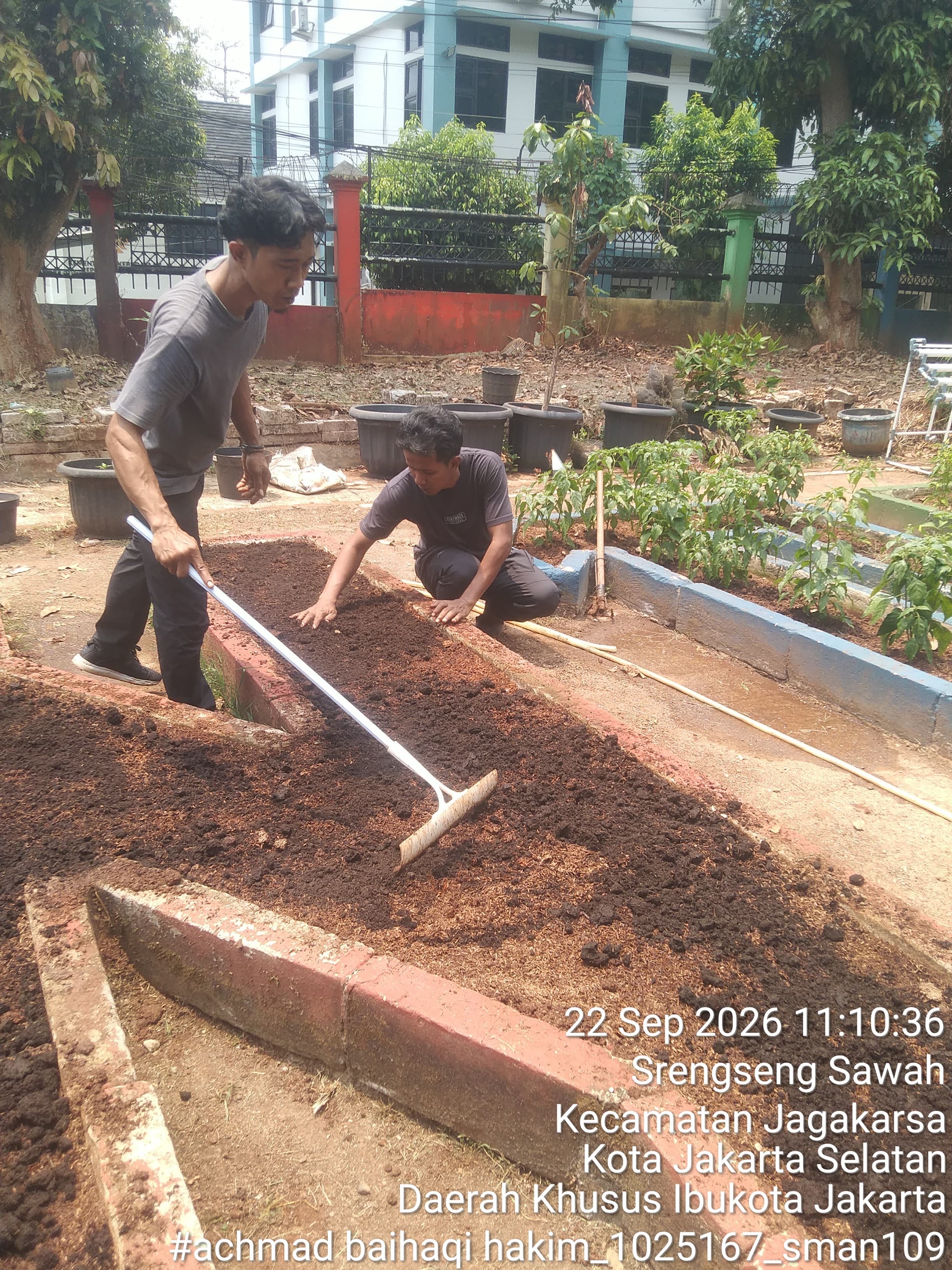 Lahan Urban Farming SMAN 109 Jakarta - Gambar 122
