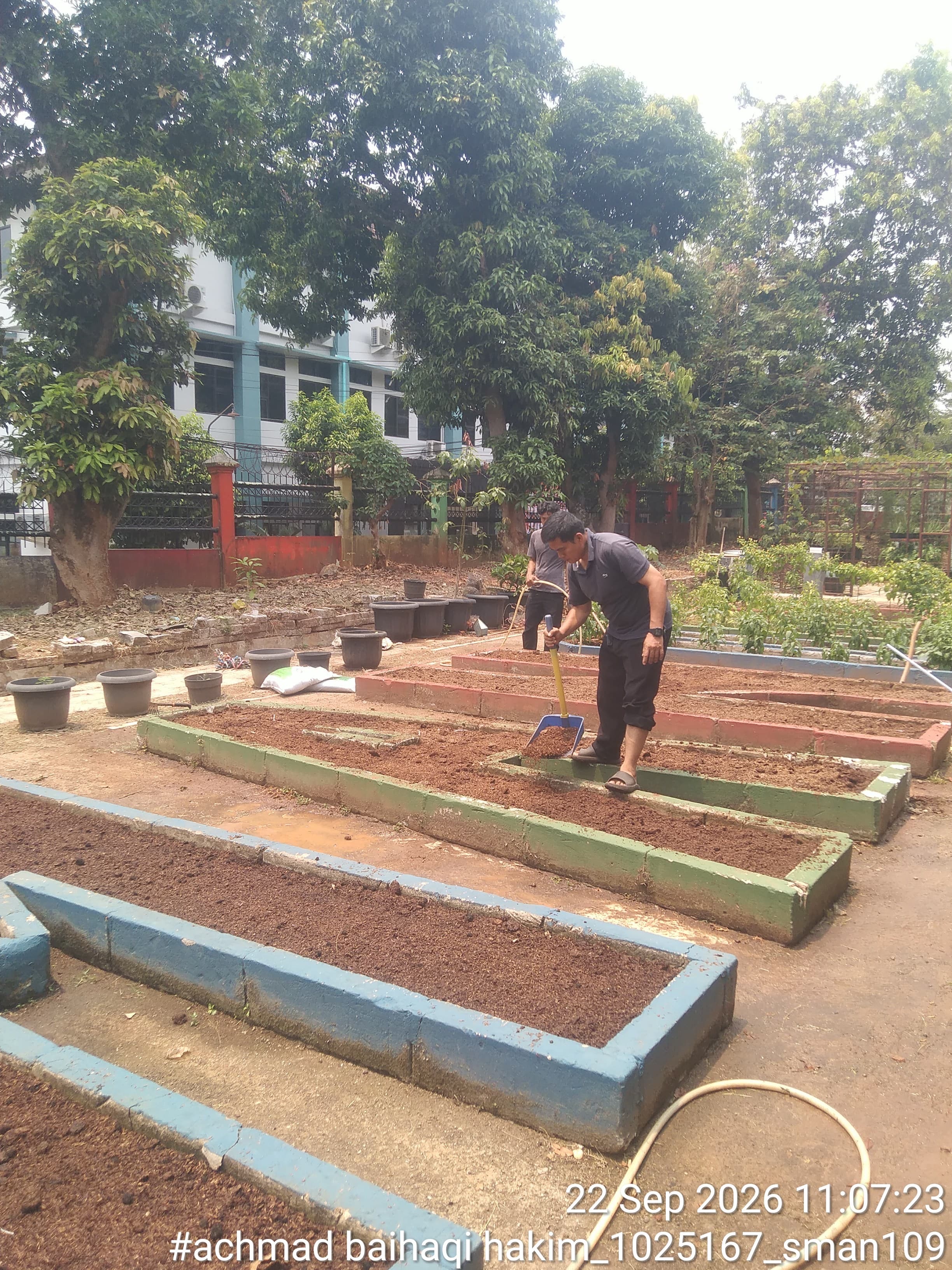 Lahan Urban Farming SMAN 109 Jakarta - Gambar 127