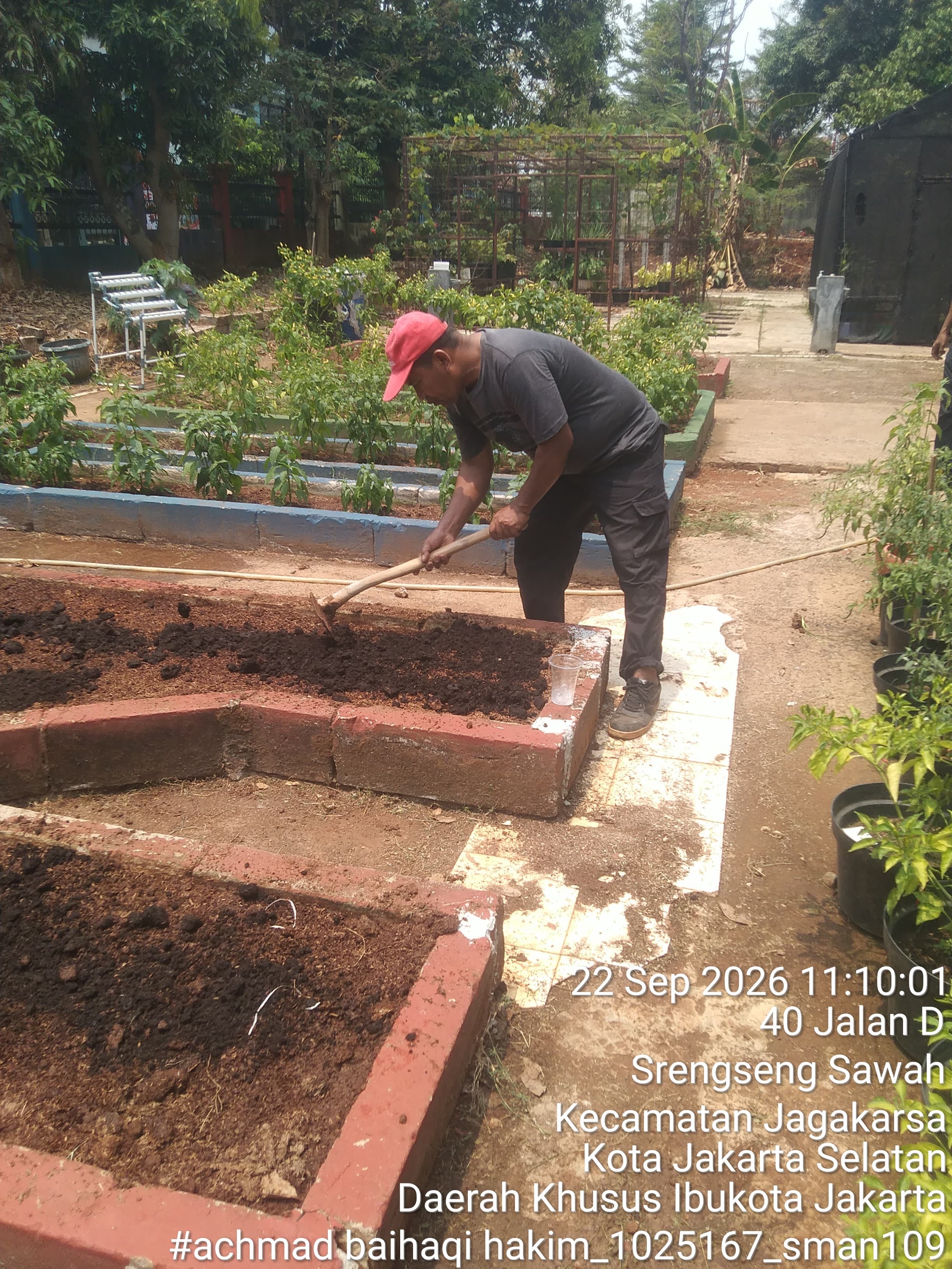 Lahan Urban Farming SMAN 109 Jakarta - Gambar 124