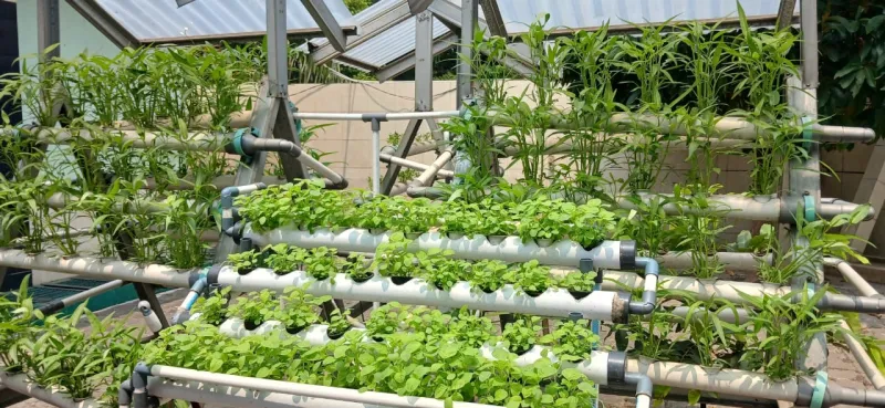 Lahan Urban Farming SMKN 59 Jakarta - Gambar 121
