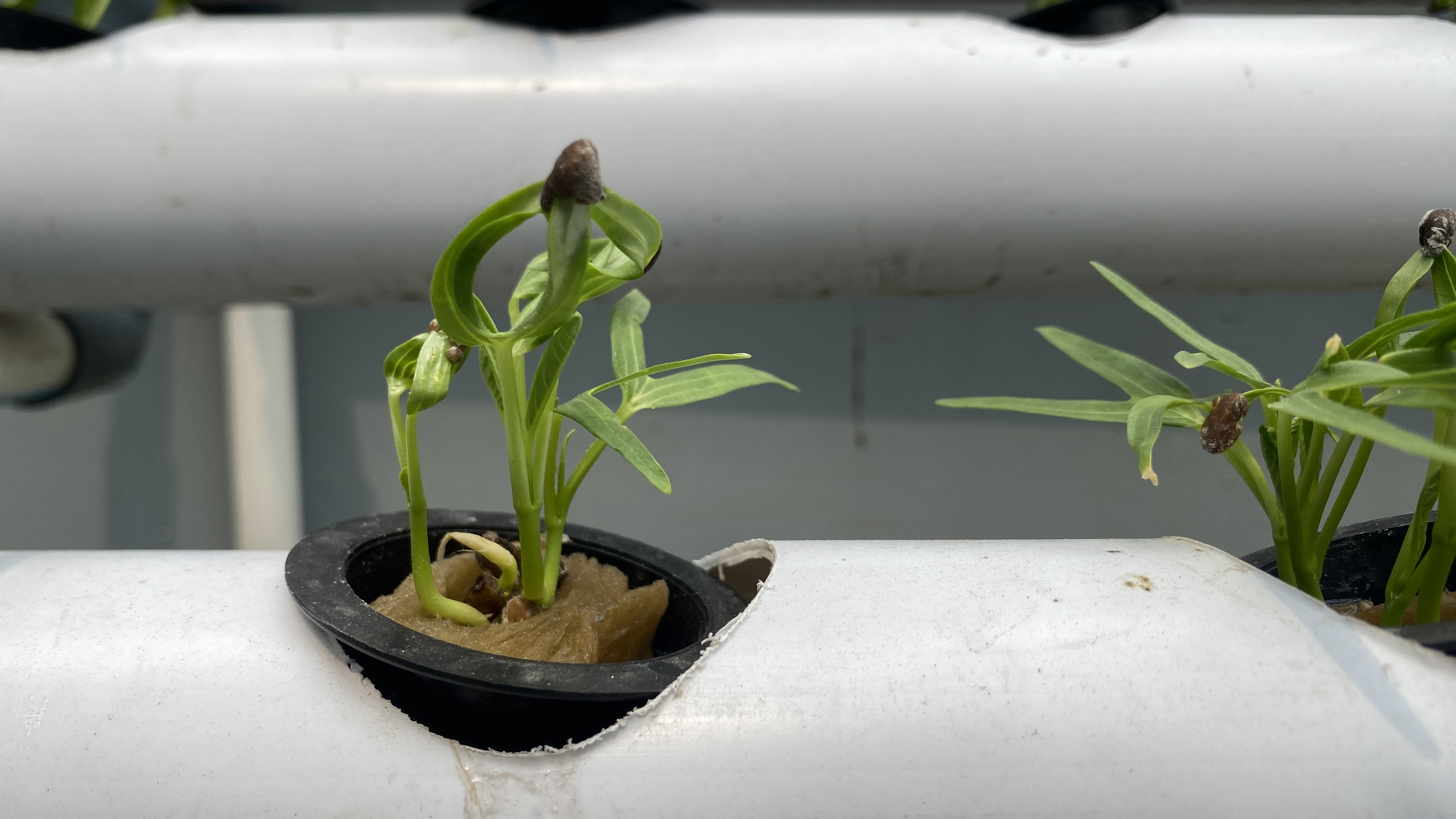 Lahan Urban Farming SDN Cipete Selatan 03 - Gambar 57