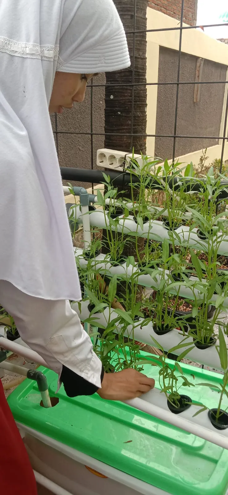 Lahan Urban Farming SDN Lenteng Agung 07 Jakarta - Gambar 58