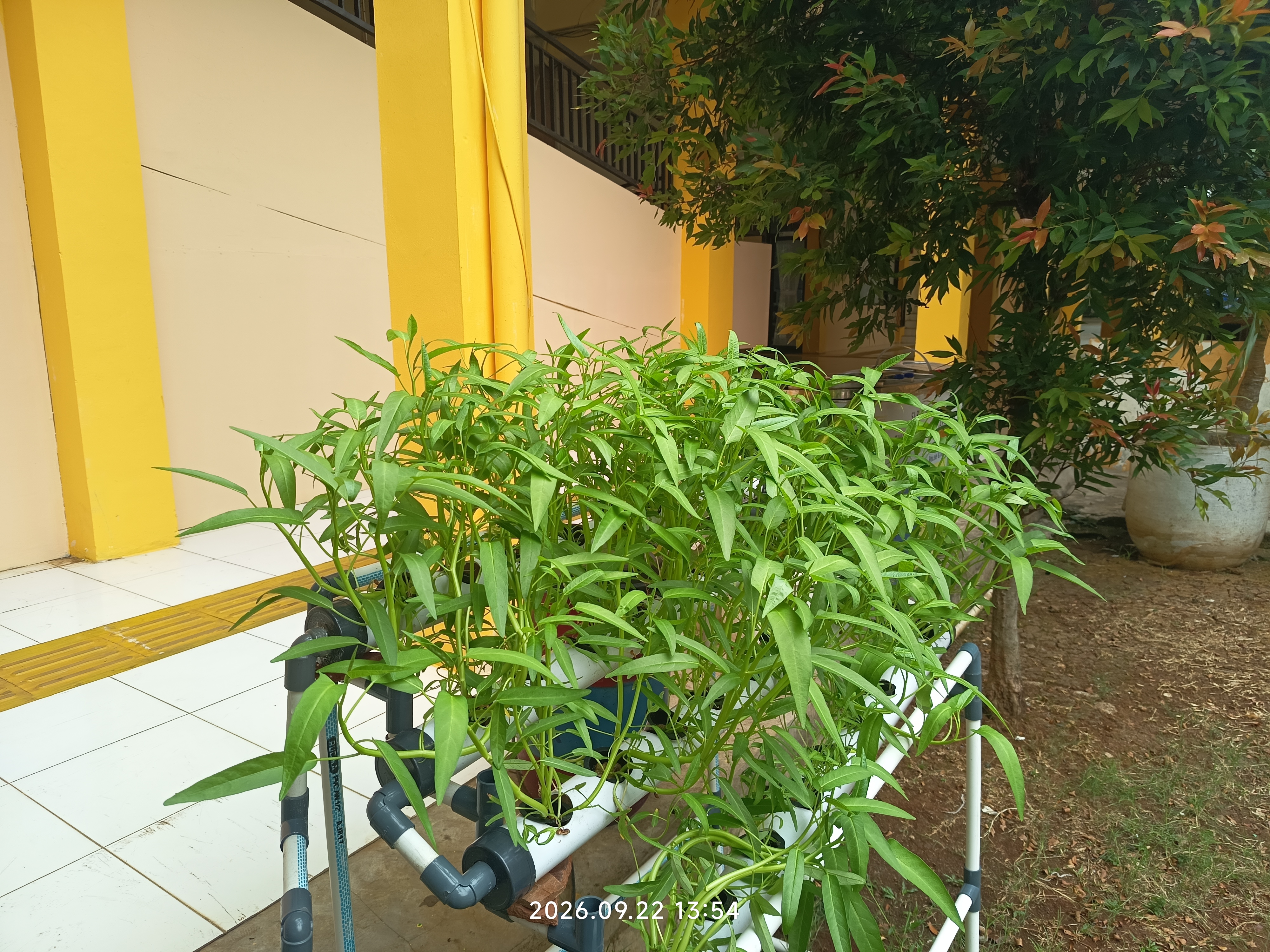 Lahan Urban Farming SLB A Pembina Tingkat Nasional - Gambar 61