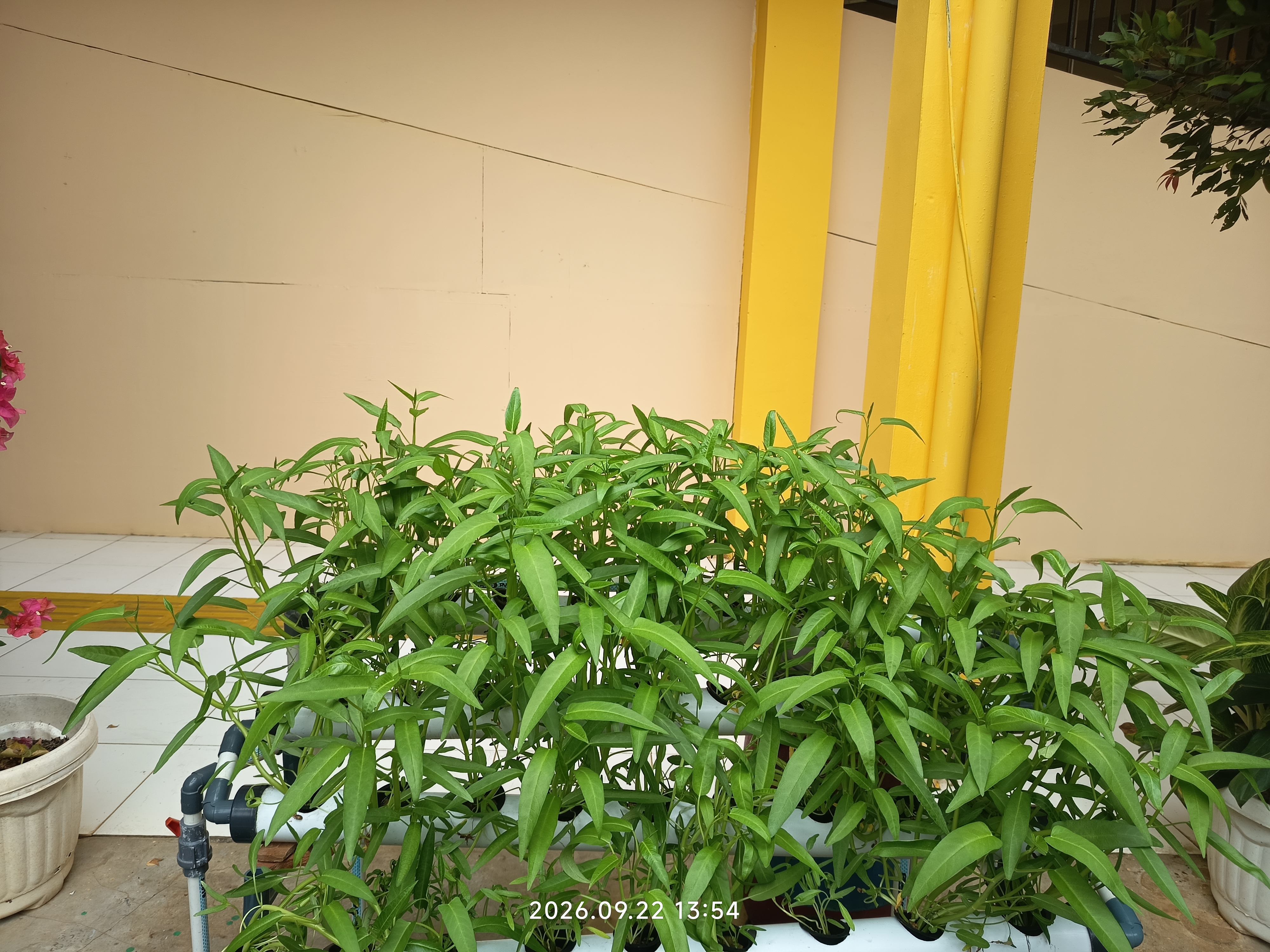 Lahan Urban Farming SLB A Pembina Tingkat Nasional - Gambar 62