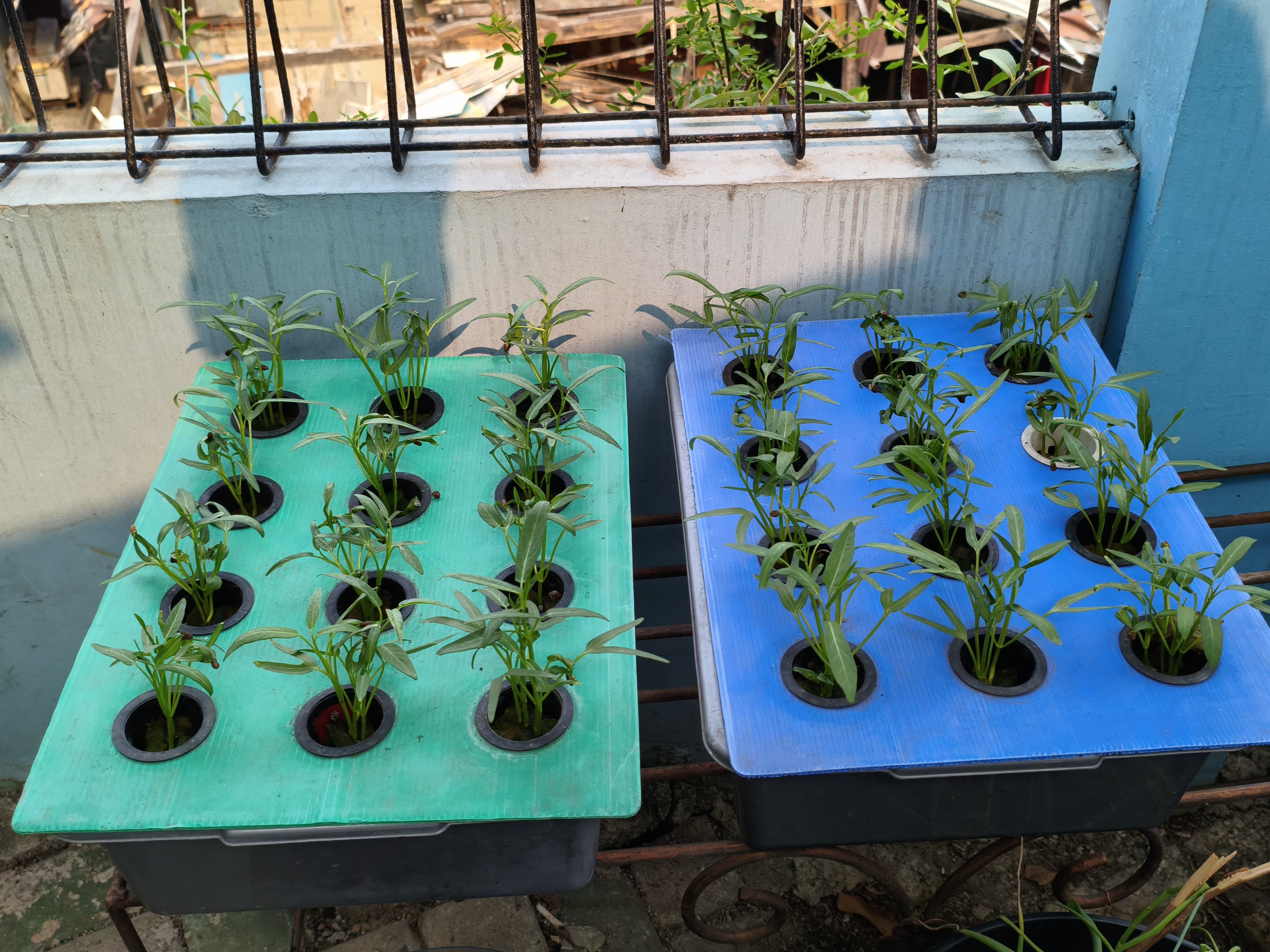 Lahan Urban Farming SMKN 43 Jakarta - Gambar 115