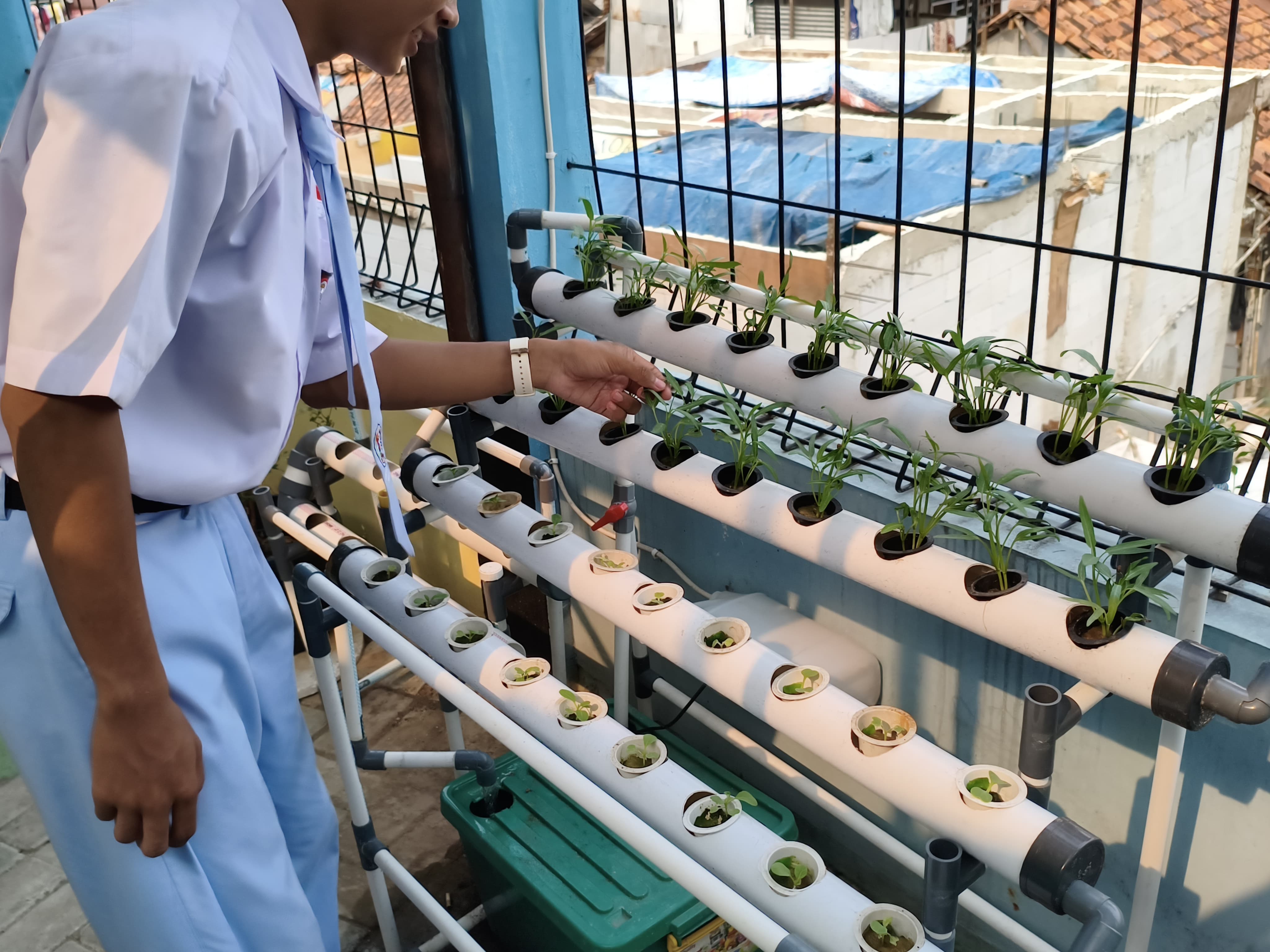 Lahan Urban Farming SMKN 43 Jakarta - Gambar 116