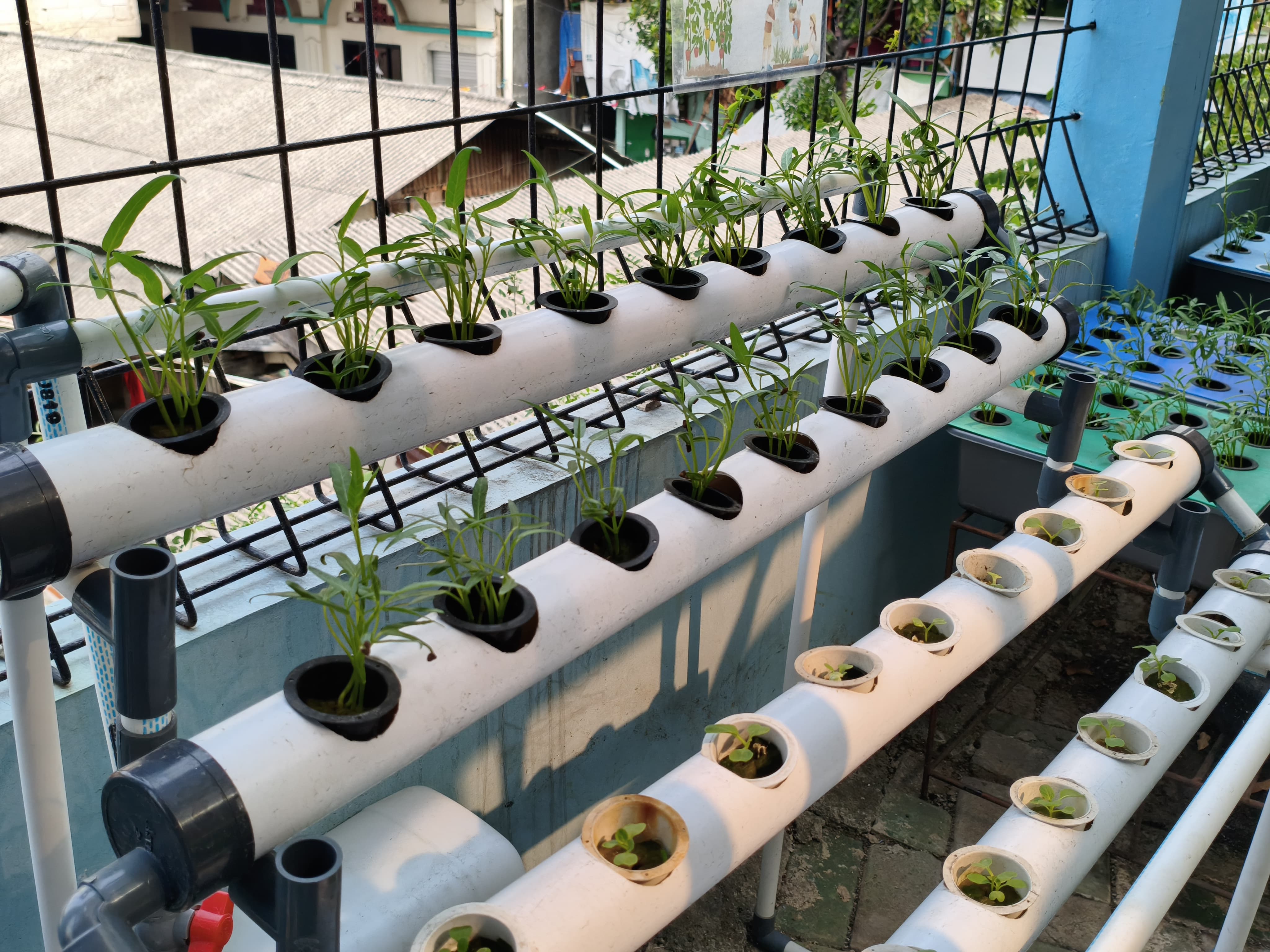 Lahan Urban Farming SMKN 43 Jakarta - Gambar 113