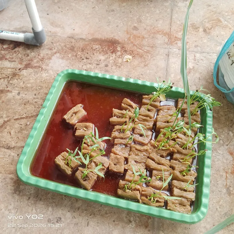Lahan Urban Farming SMKN 41 Jakarta - Gambar 25