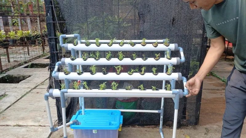 Lahan Urban Farming SMAN 109 Jakarta - Gambar 121