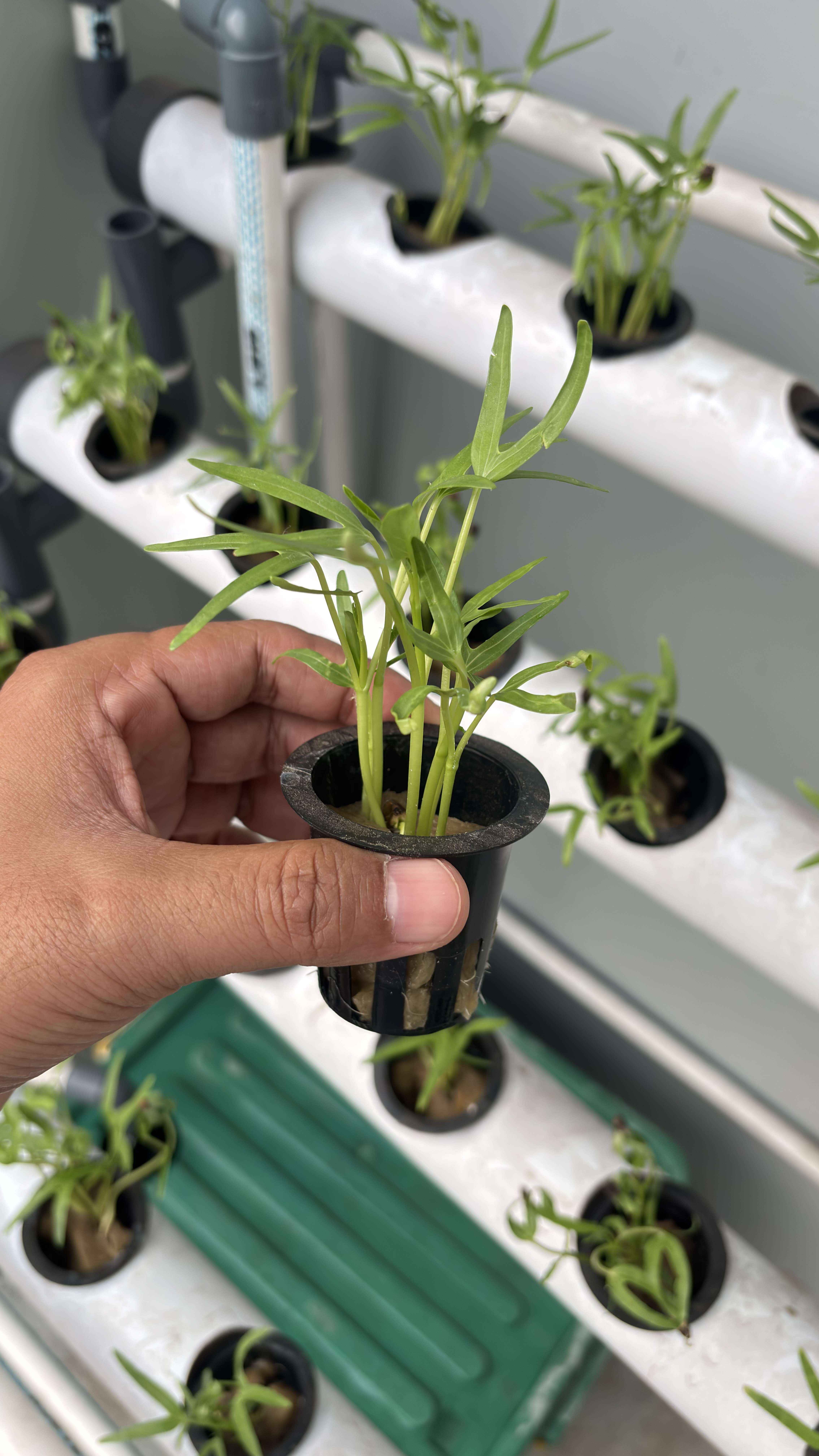 Lahan Urban Farming SMAN 116 Jakarta - Gambar 65