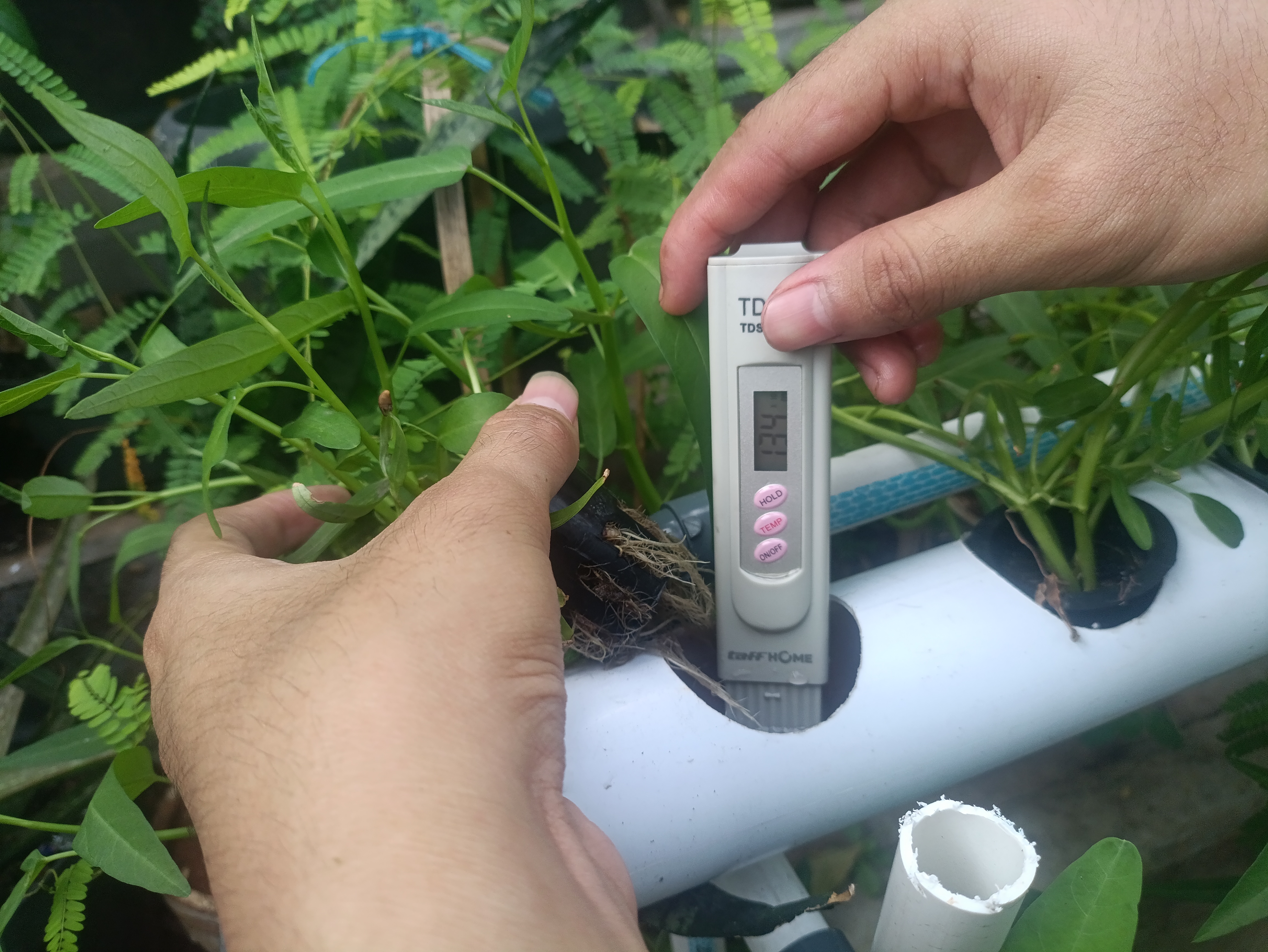 Lahan Urban Farming SMAN 63 Jakarta - Gambar 43