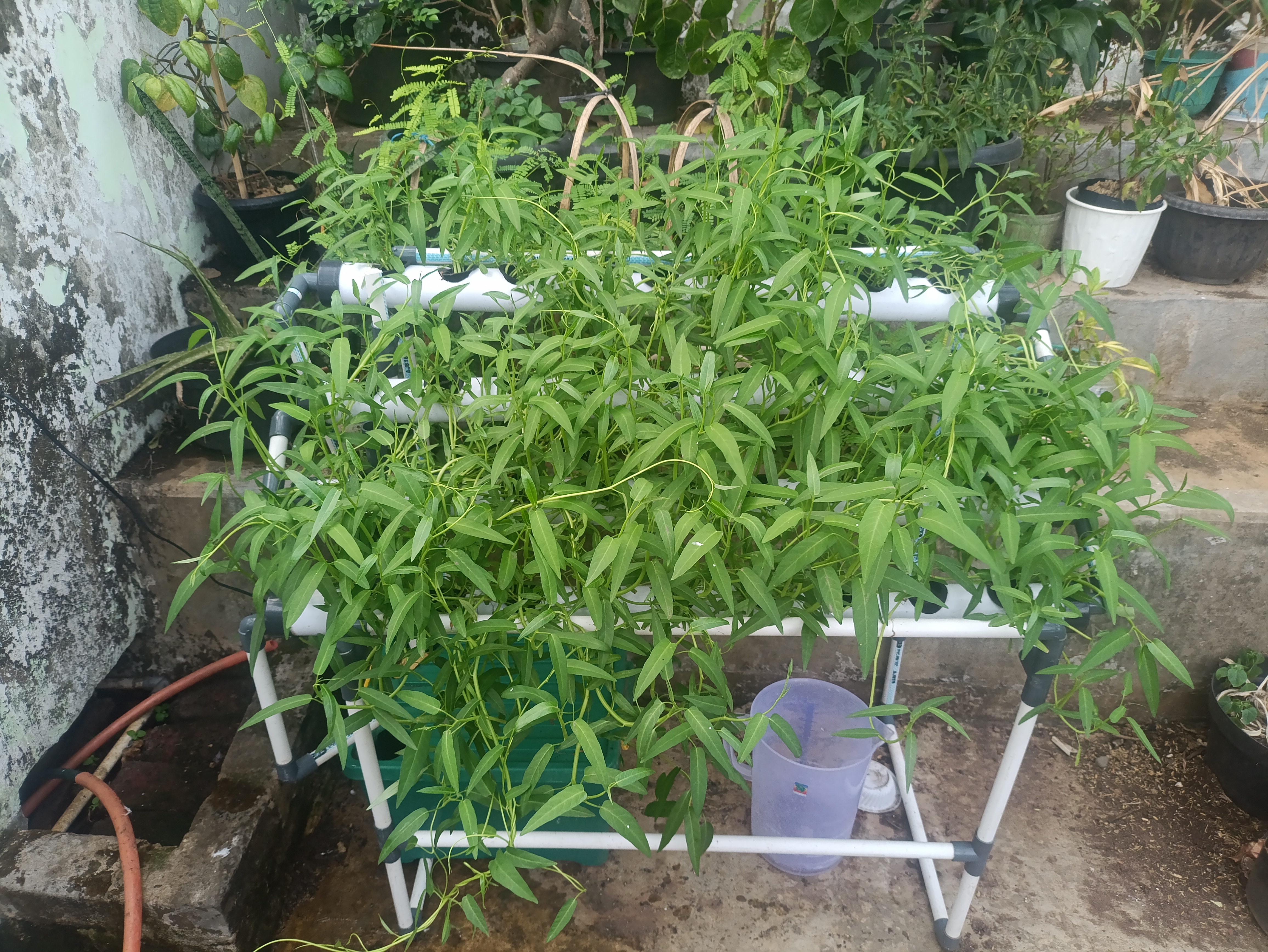 Lahan Urban Farming SMAN 63 Jakarta - Gambar 42