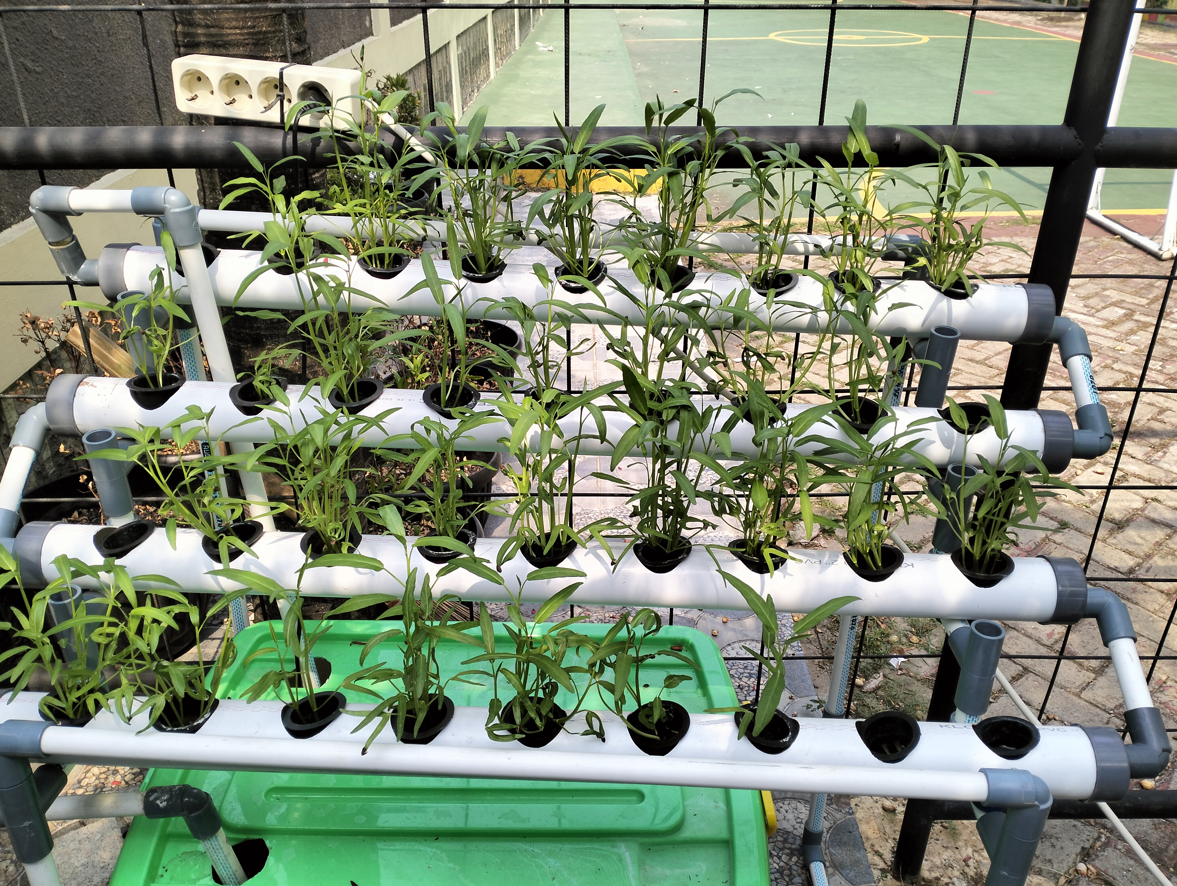 Lahan Urban Farming SDN Lenteng Agung 07 Jakarta - Gambar 53