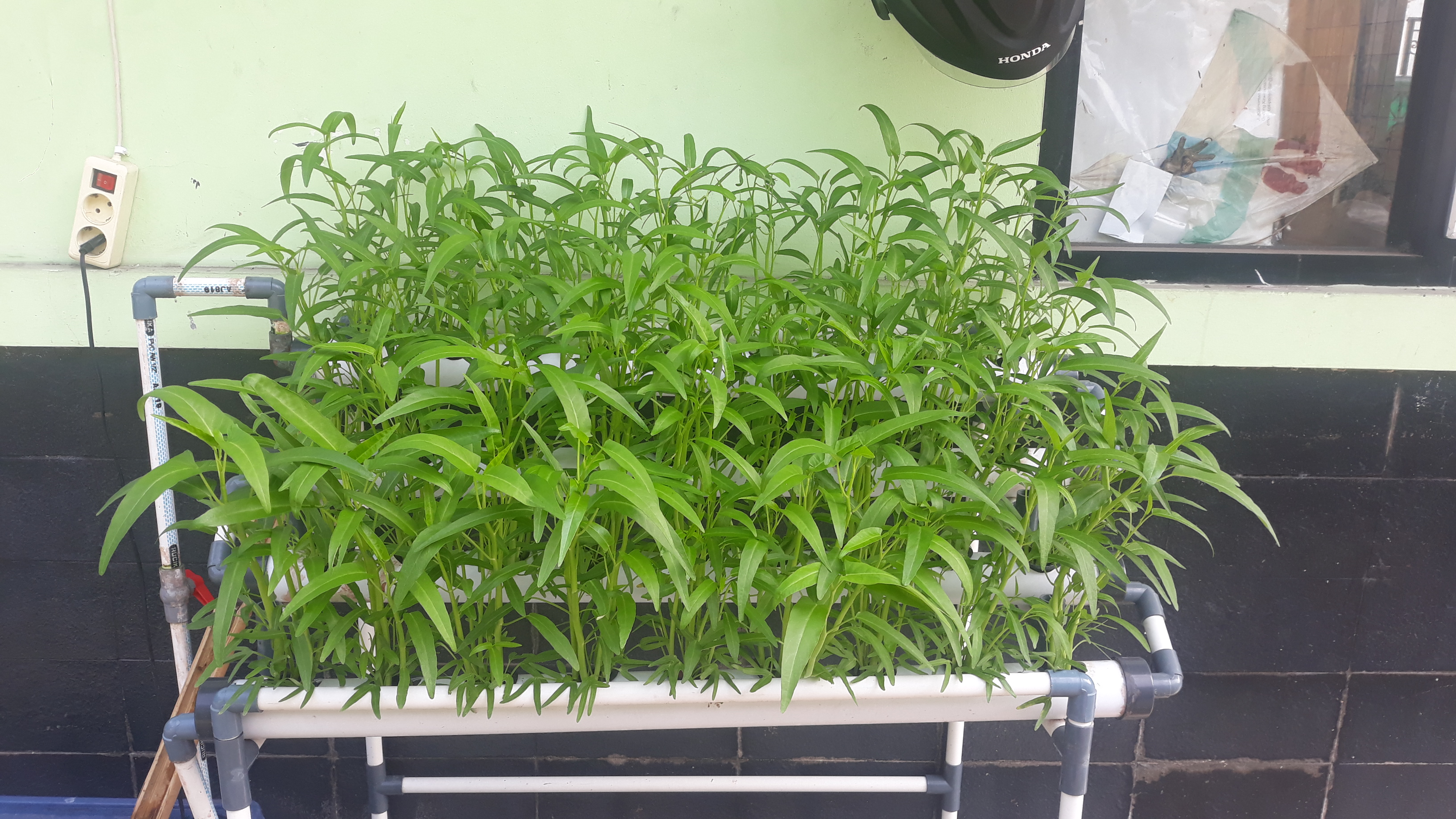 Lahan Urban Farming SMKN 20 Jakarta - Gambar 60