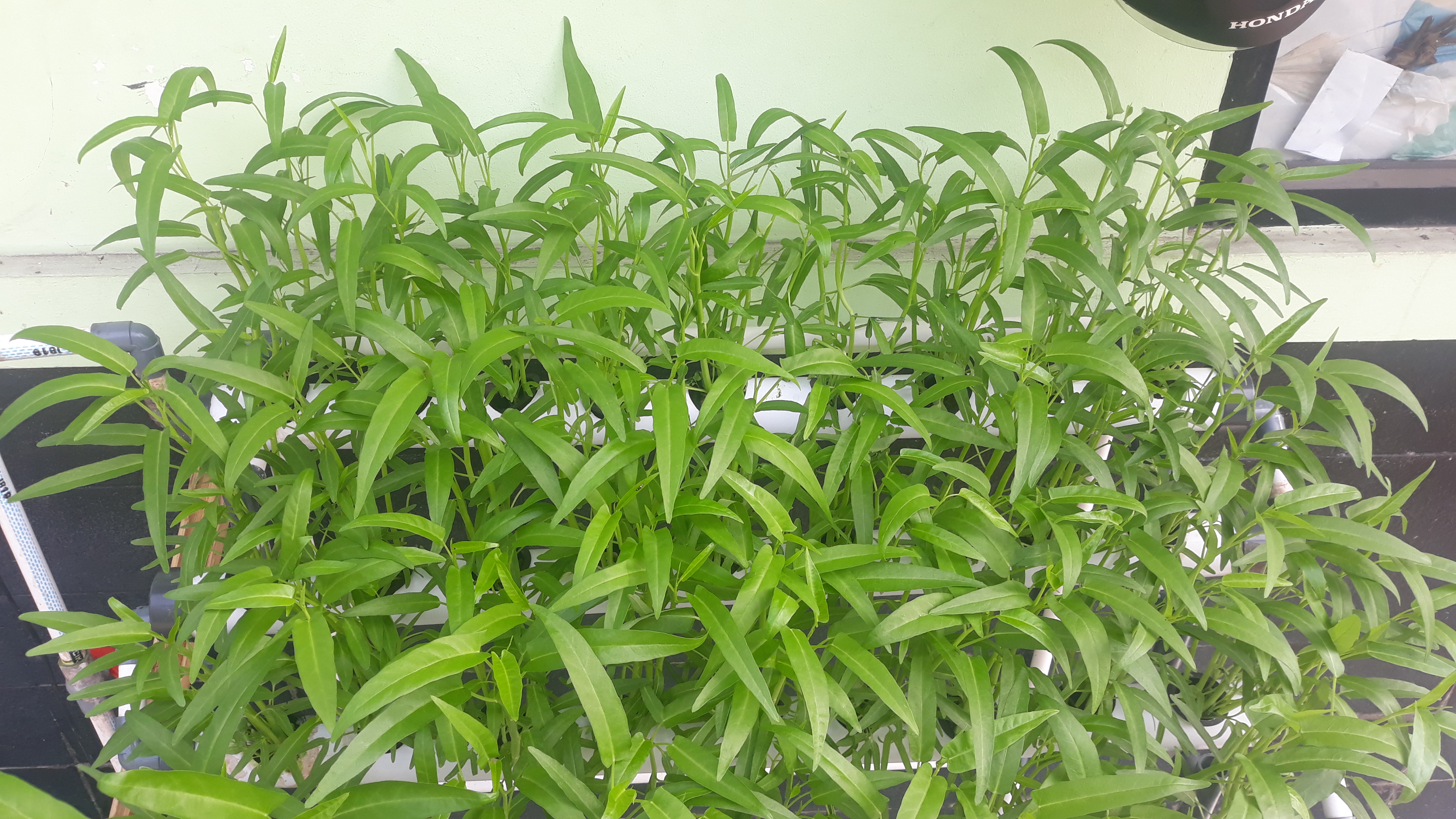 Lahan Urban Farming SMKN 20 Jakarta - Gambar 61