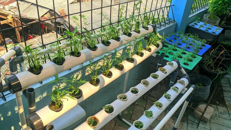 Lahan Urban Farming SMKN 43 Jakarta - Gambar 106