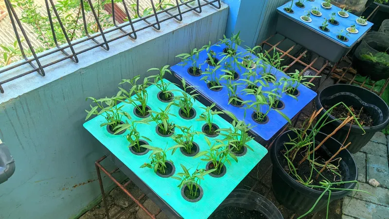 Lahan Urban Farming SMKN 43 Jakarta - Gambar 109