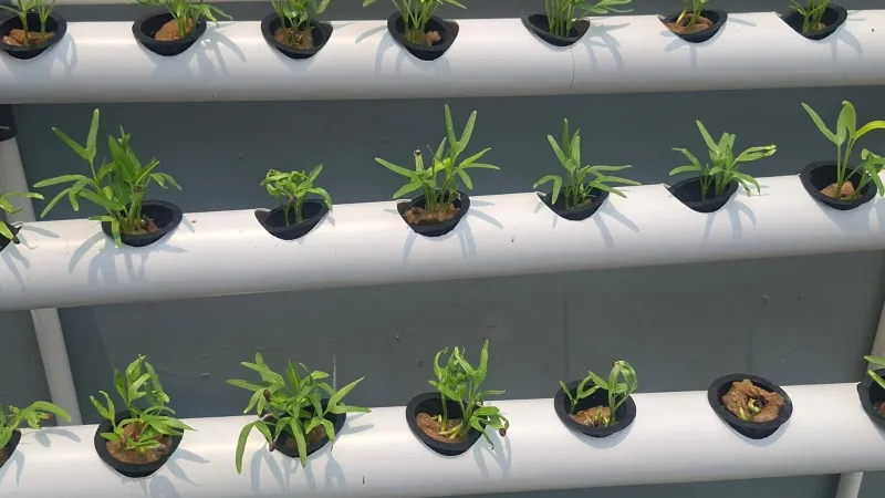 Lahan Urban Farming SDN Cipete Selatan 03 - Gambar 52