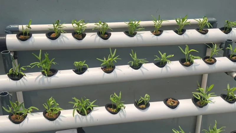 Lahan Urban Farming SDN Cipete Selatan 03 - Gambar 51