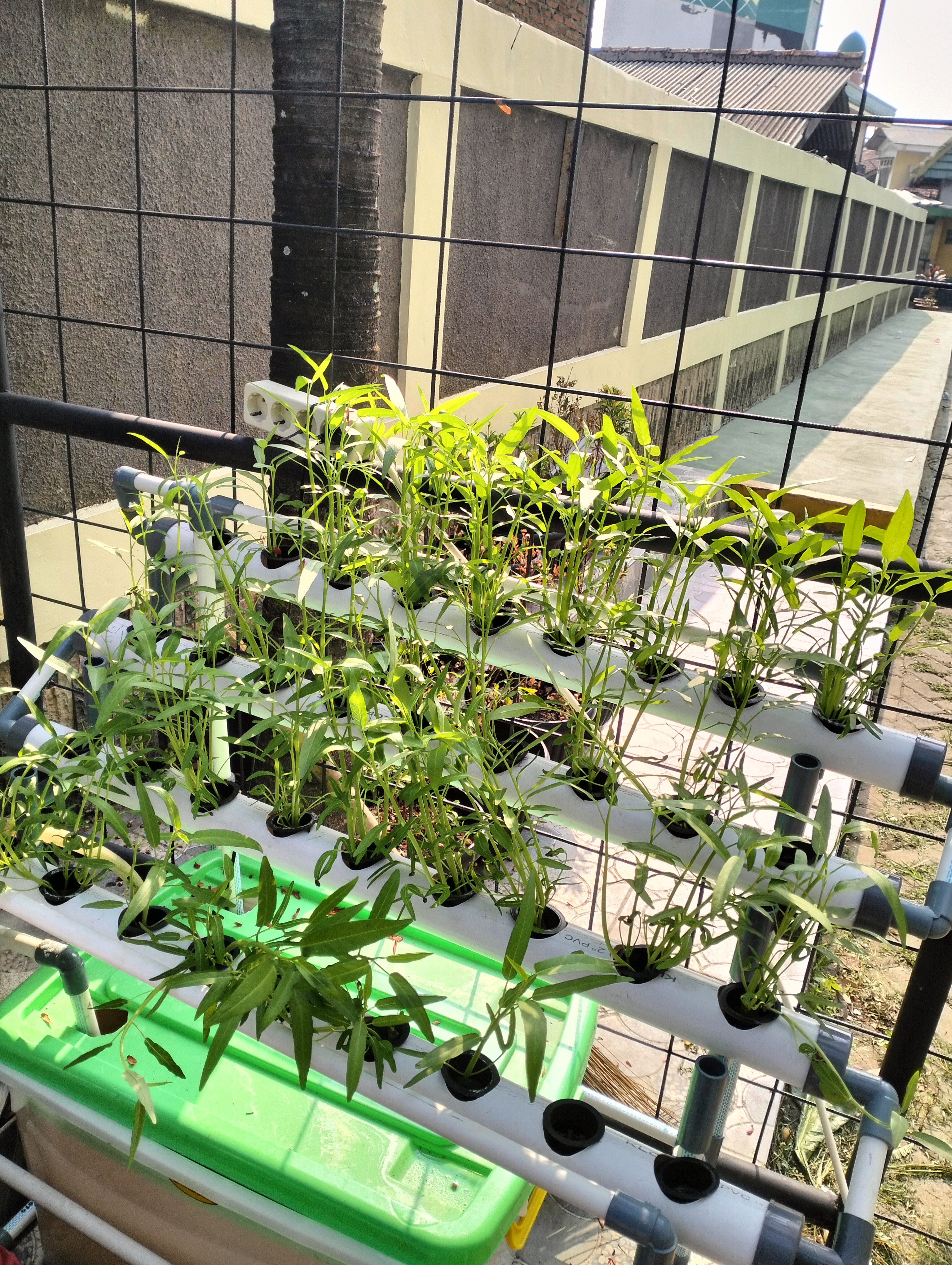 Lahan Urban Farming SDN Lenteng Agung 07 Jakarta - Gambar 50