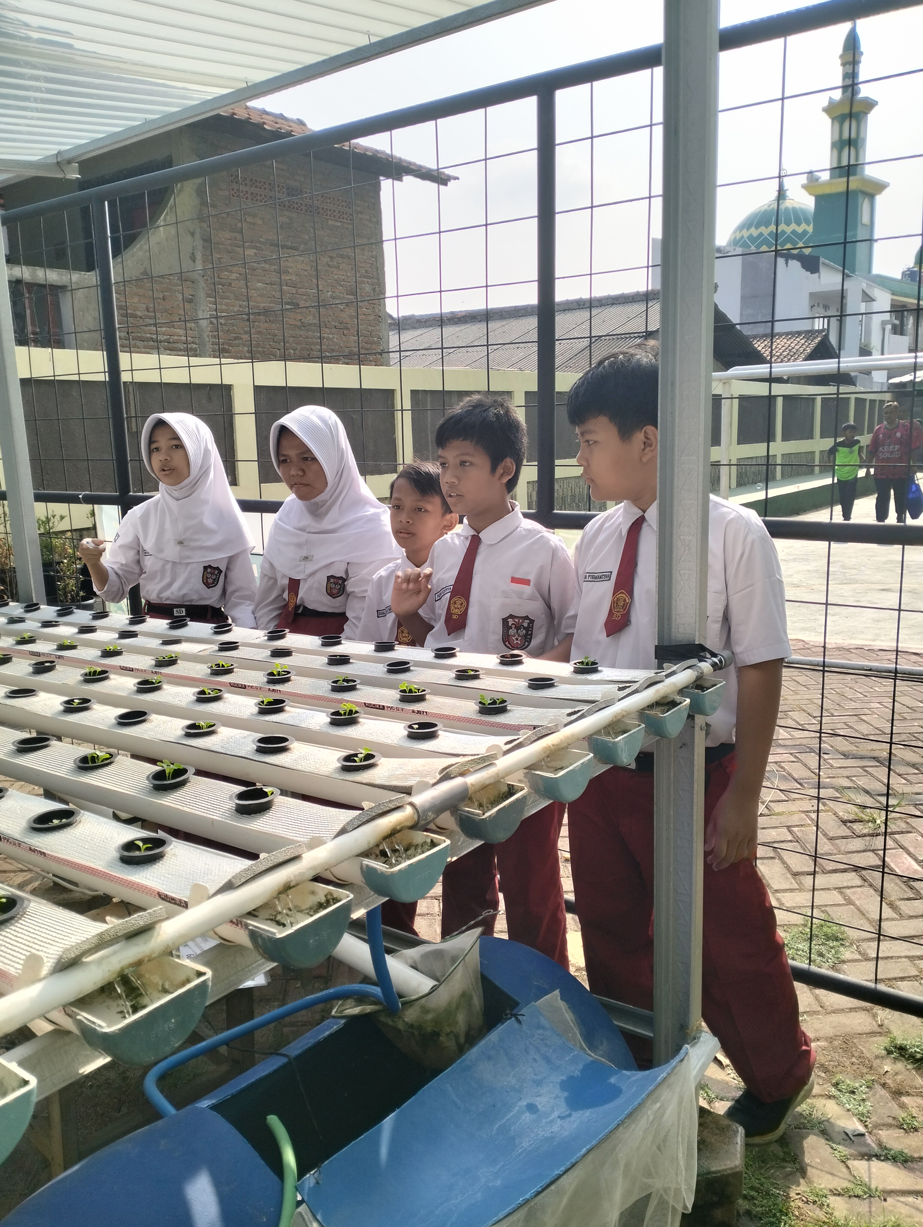 Lahan Urban Farming SDN Lenteng Agung 07 Jakarta - Gambar 48