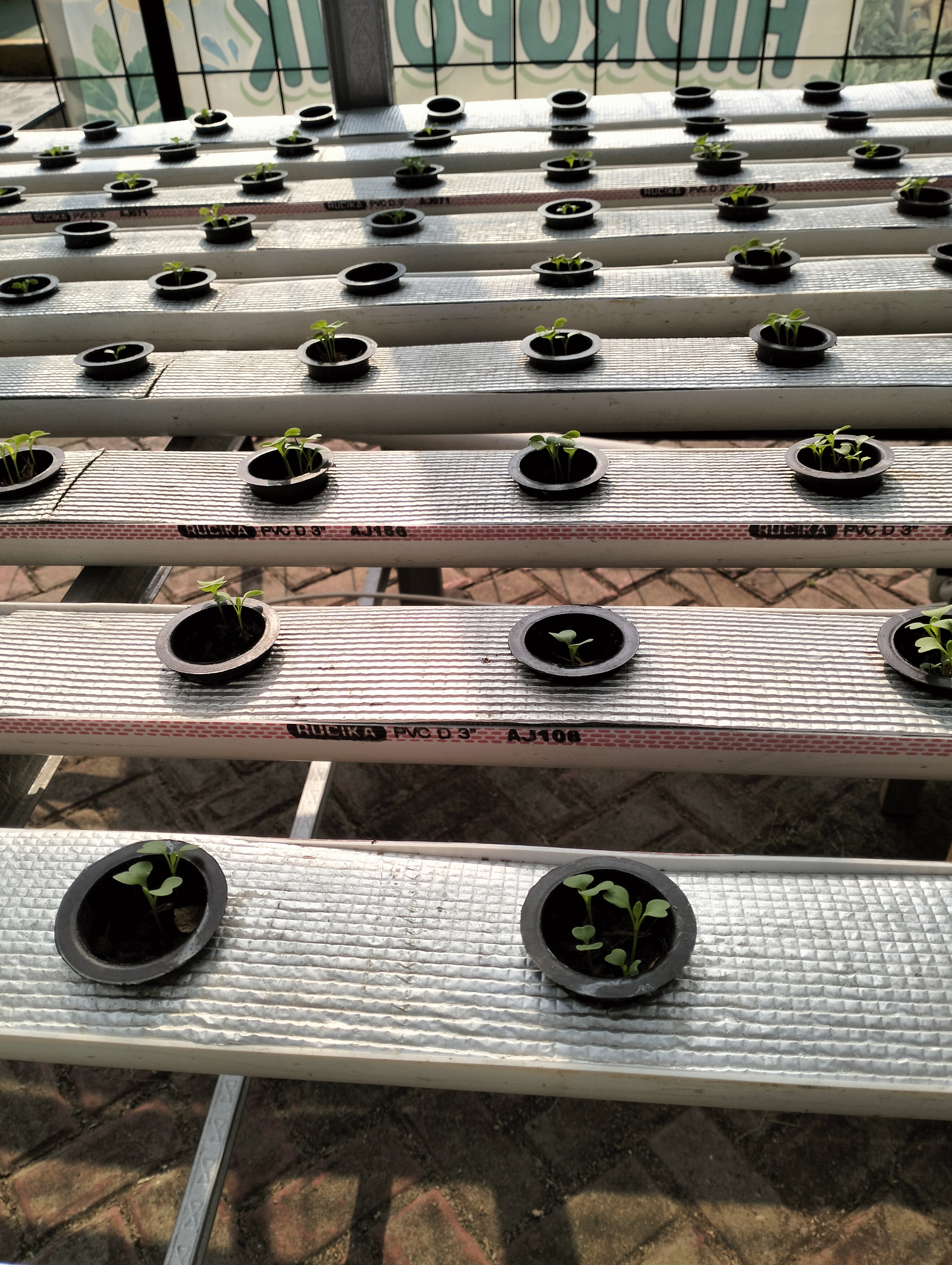 Lahan Urban Farming SDN Lenteng Agung 07 Jakarta - Gambar 47