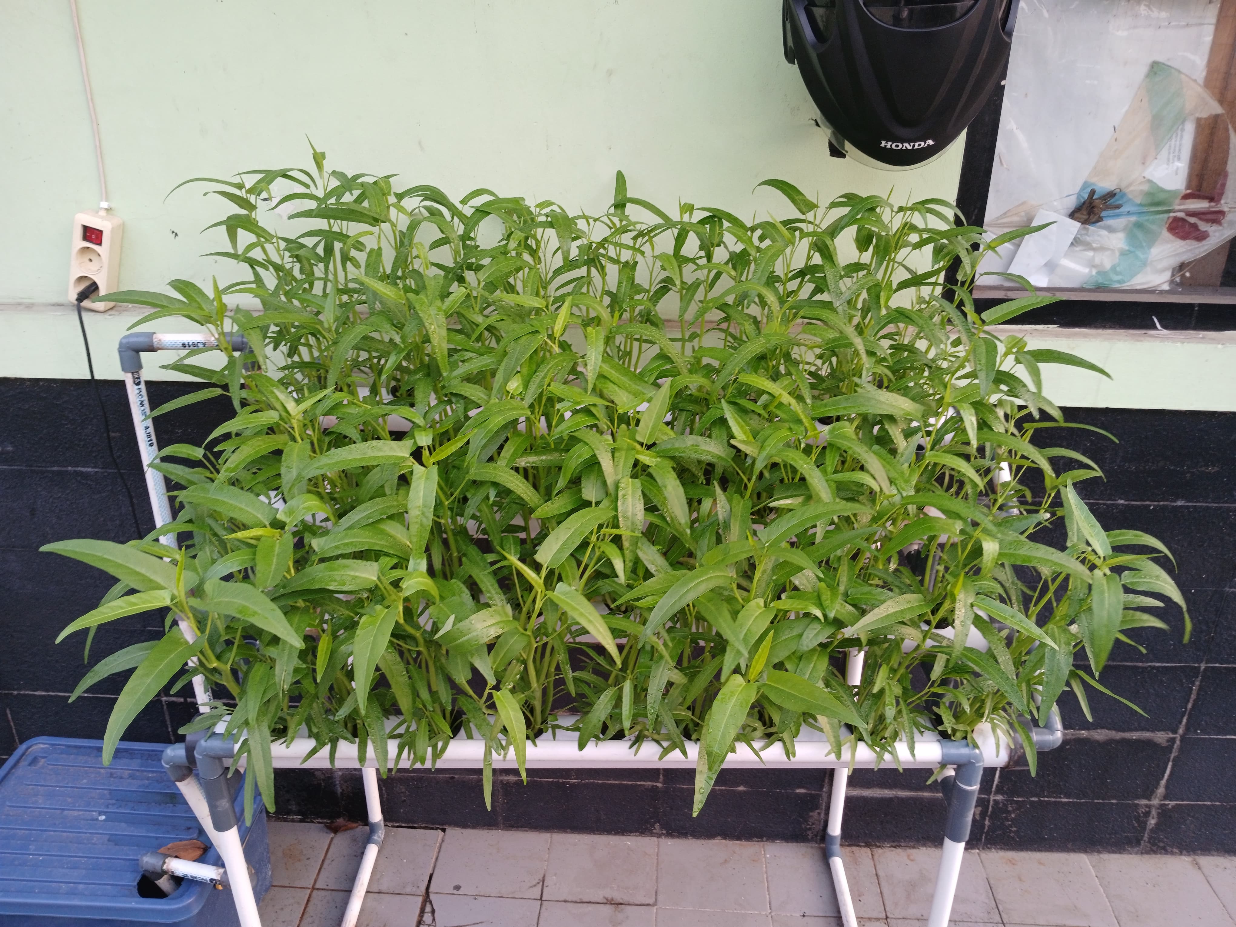 Lahan Urban Farming SMKN 20 Jakarta - Gambar 58