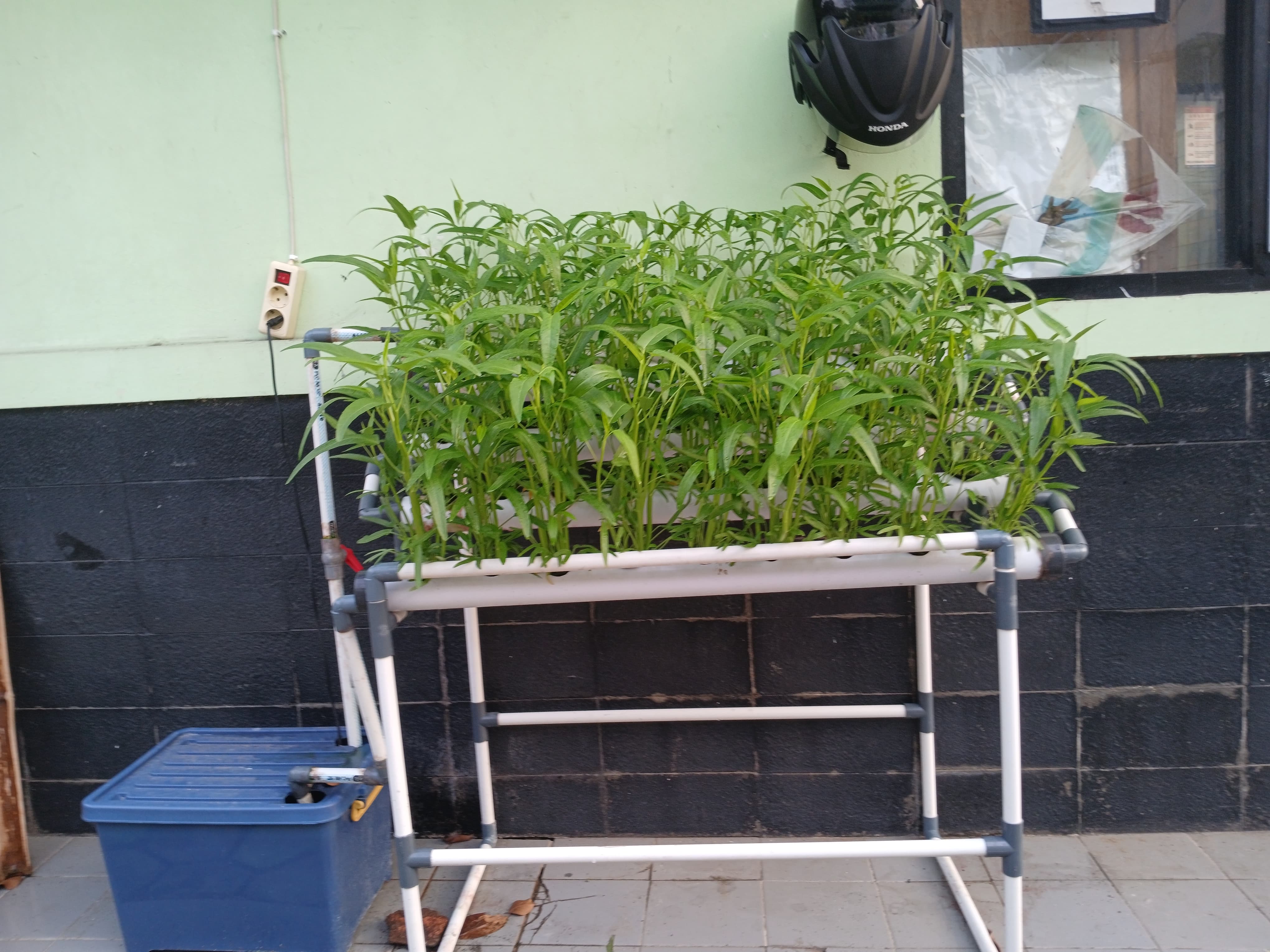Lahan Urban Farming SMKN 20 Jakarta - Gambar 57