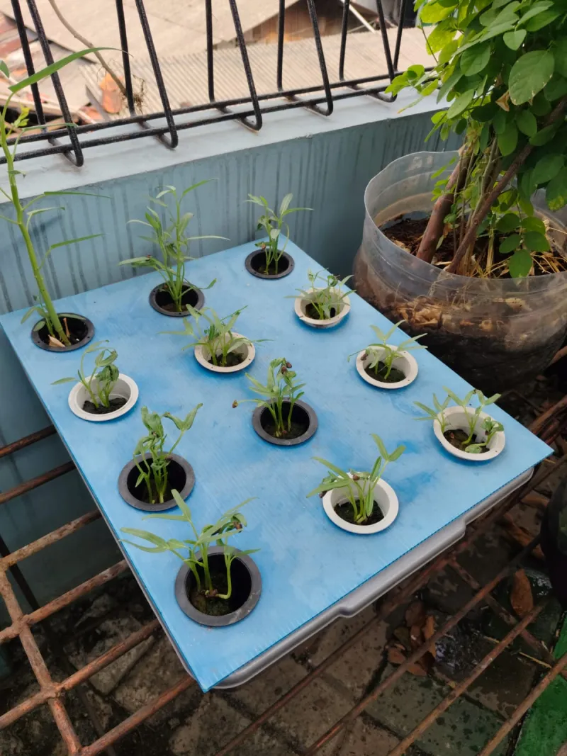 Lahan Urban Farming SMKN 43 Jakarta - Gambar 101