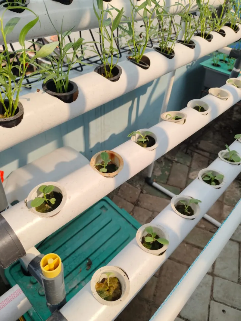 Lahan Urban Farming SMKN 43 Jakarta - Gambar 104