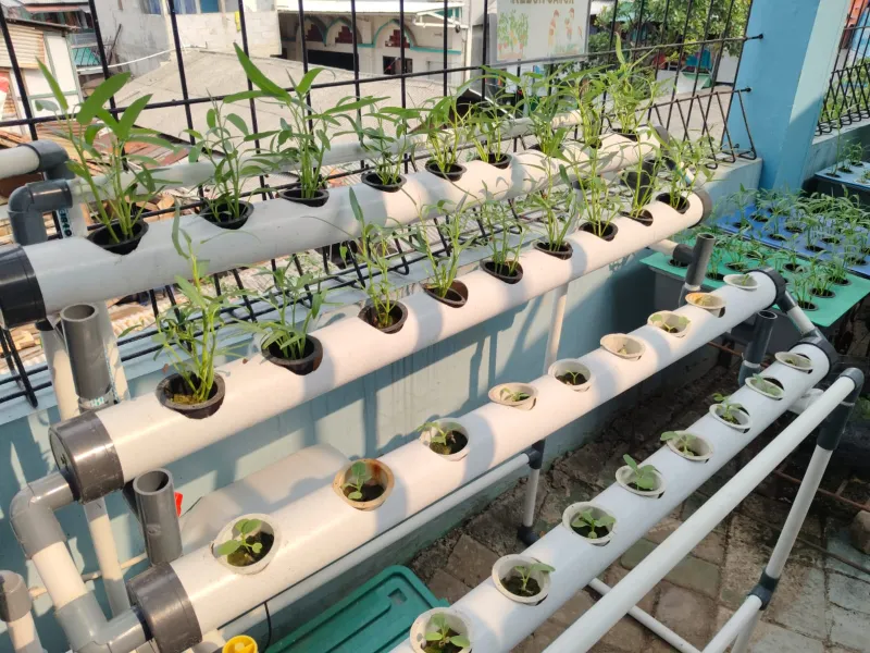 Lahan Urban Farming SMKN 43 Jakarta - Gambar 103