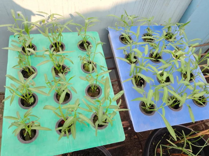 Lahan Urban Farming SMKN 43 Jakarta - Gambar 105