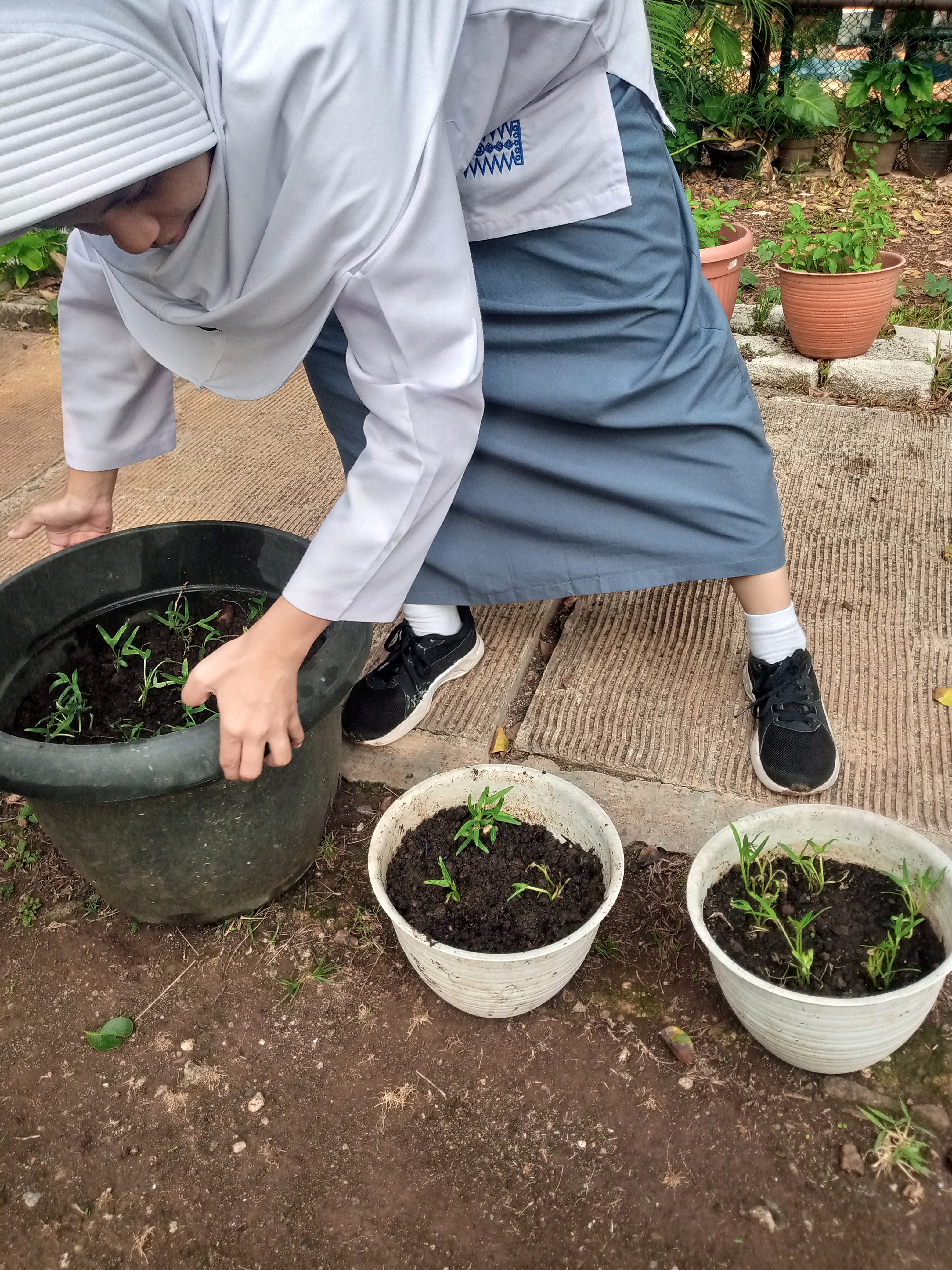 Lahan Urban Farming SMAN 109 Jakarta - Gambar 115