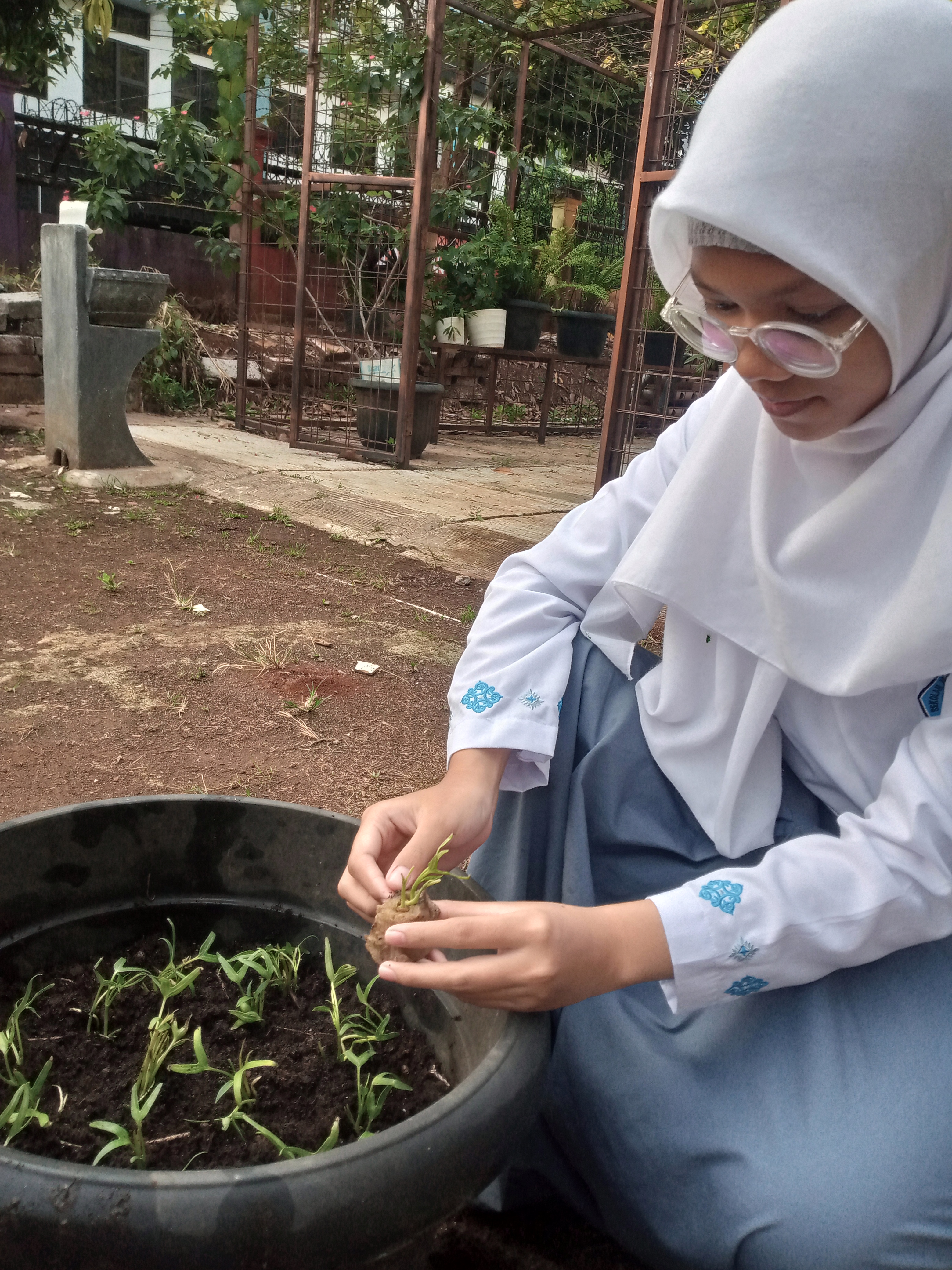 Lahan Urban Farming SMAN 109 Jakarta - Gambar 117
